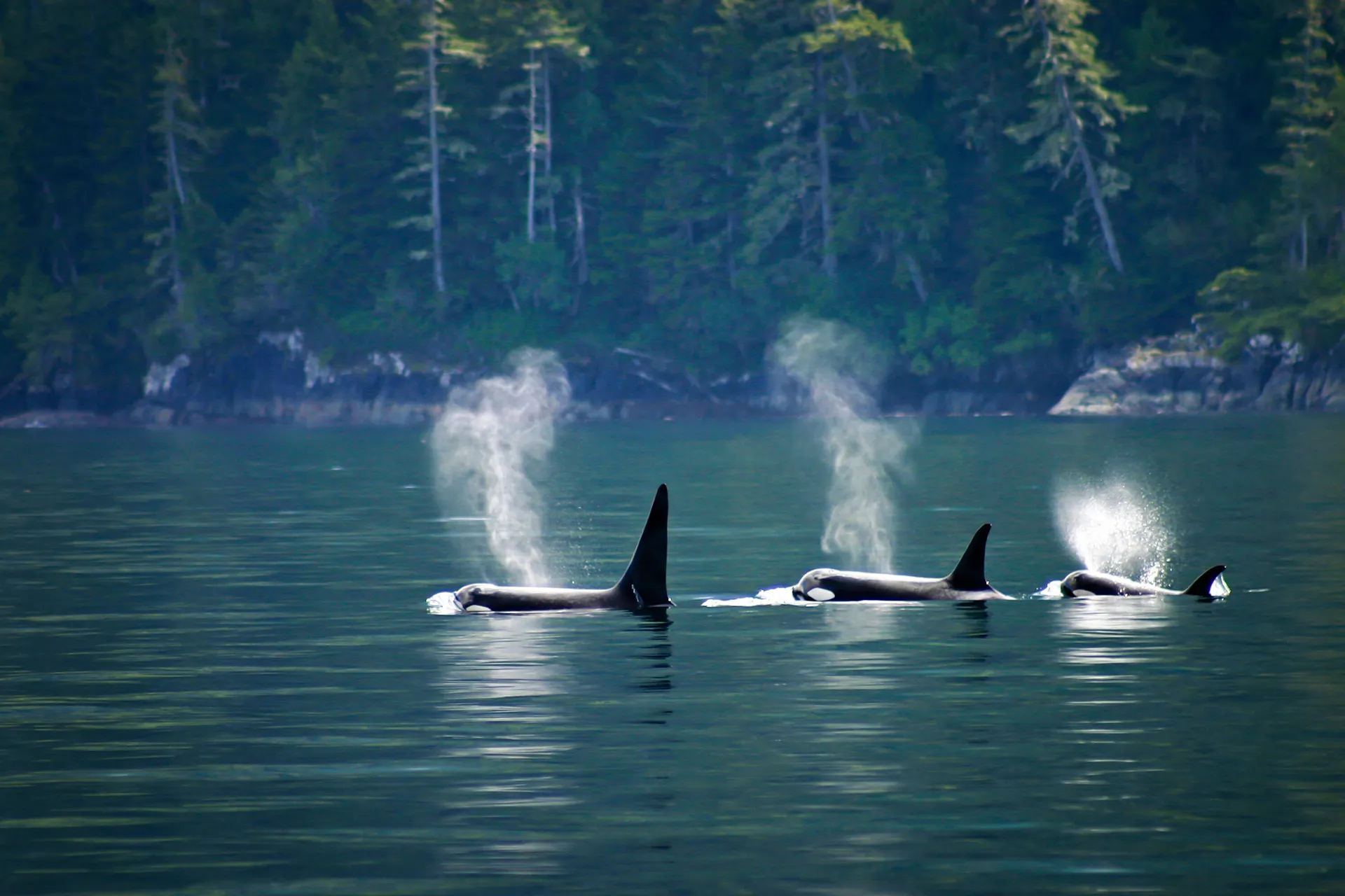 Rocky Mountain Rail Tour and the Inside Passage.