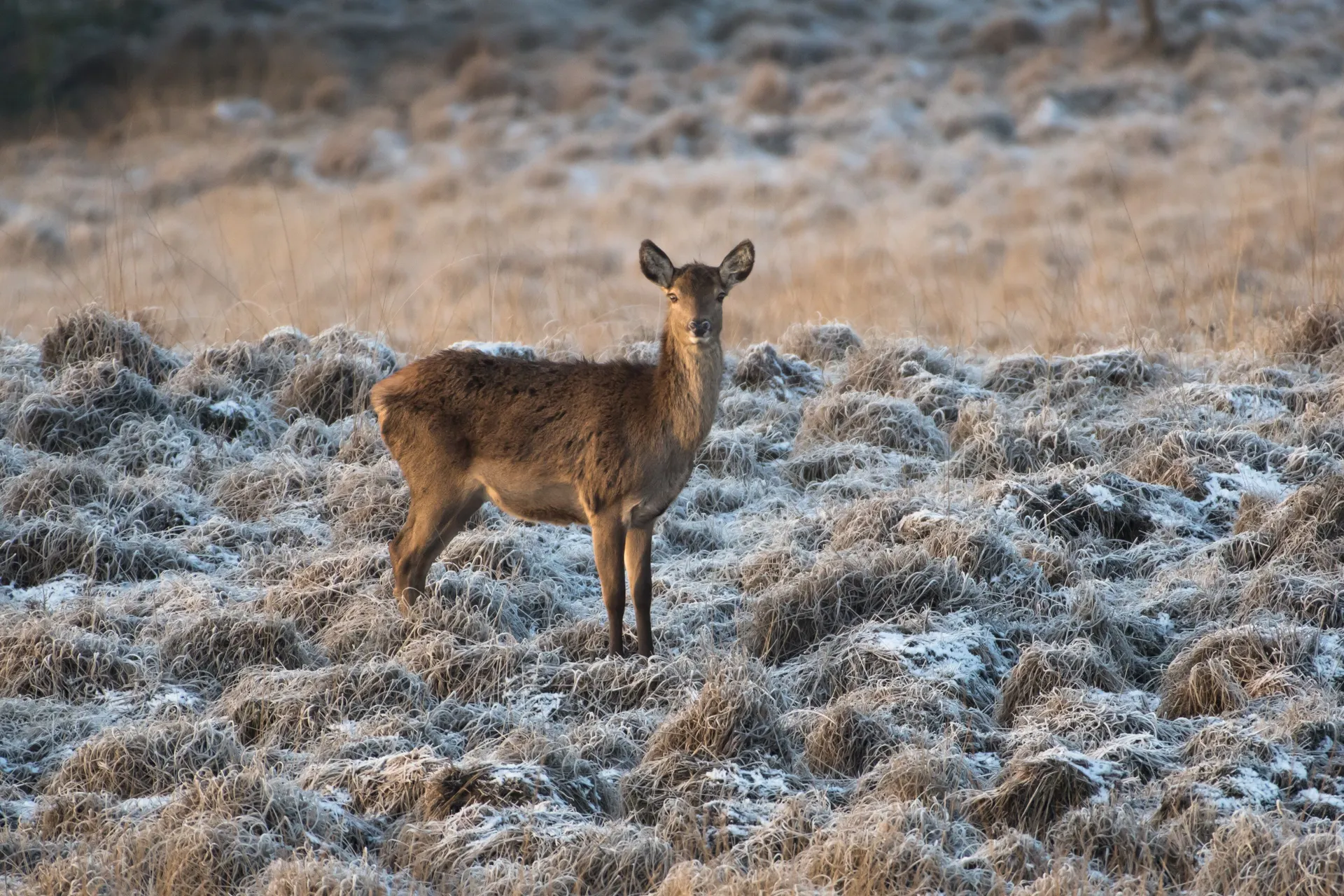 Kerst op de Veluwe, Nunspeet afbeelding