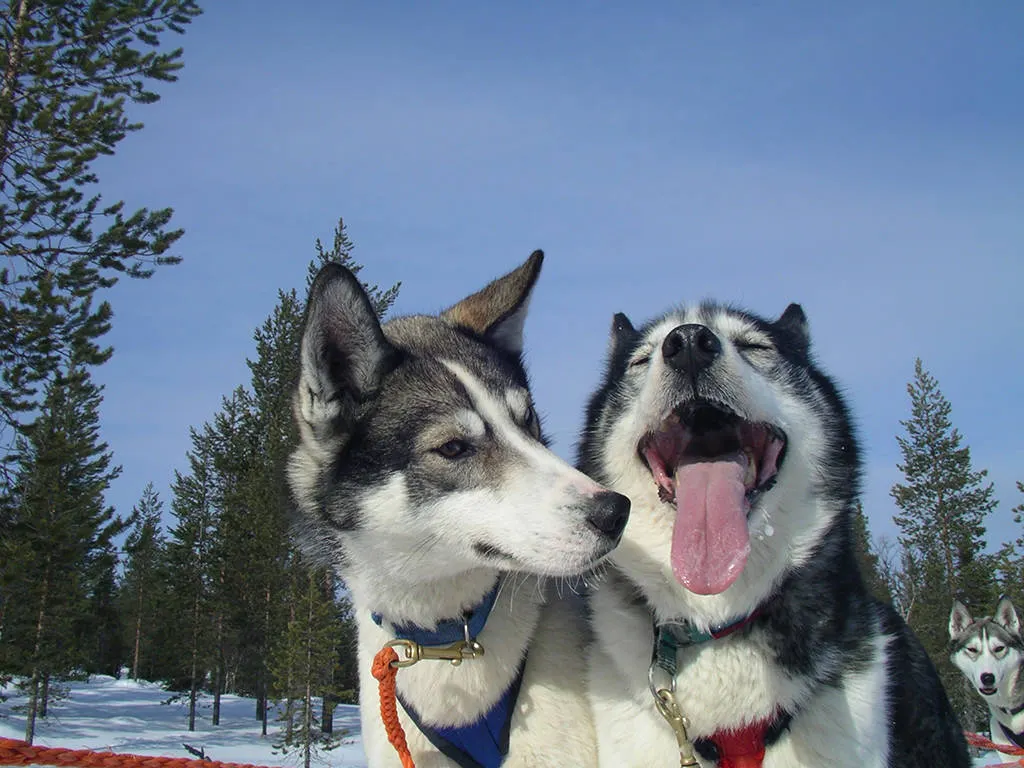 Husky's