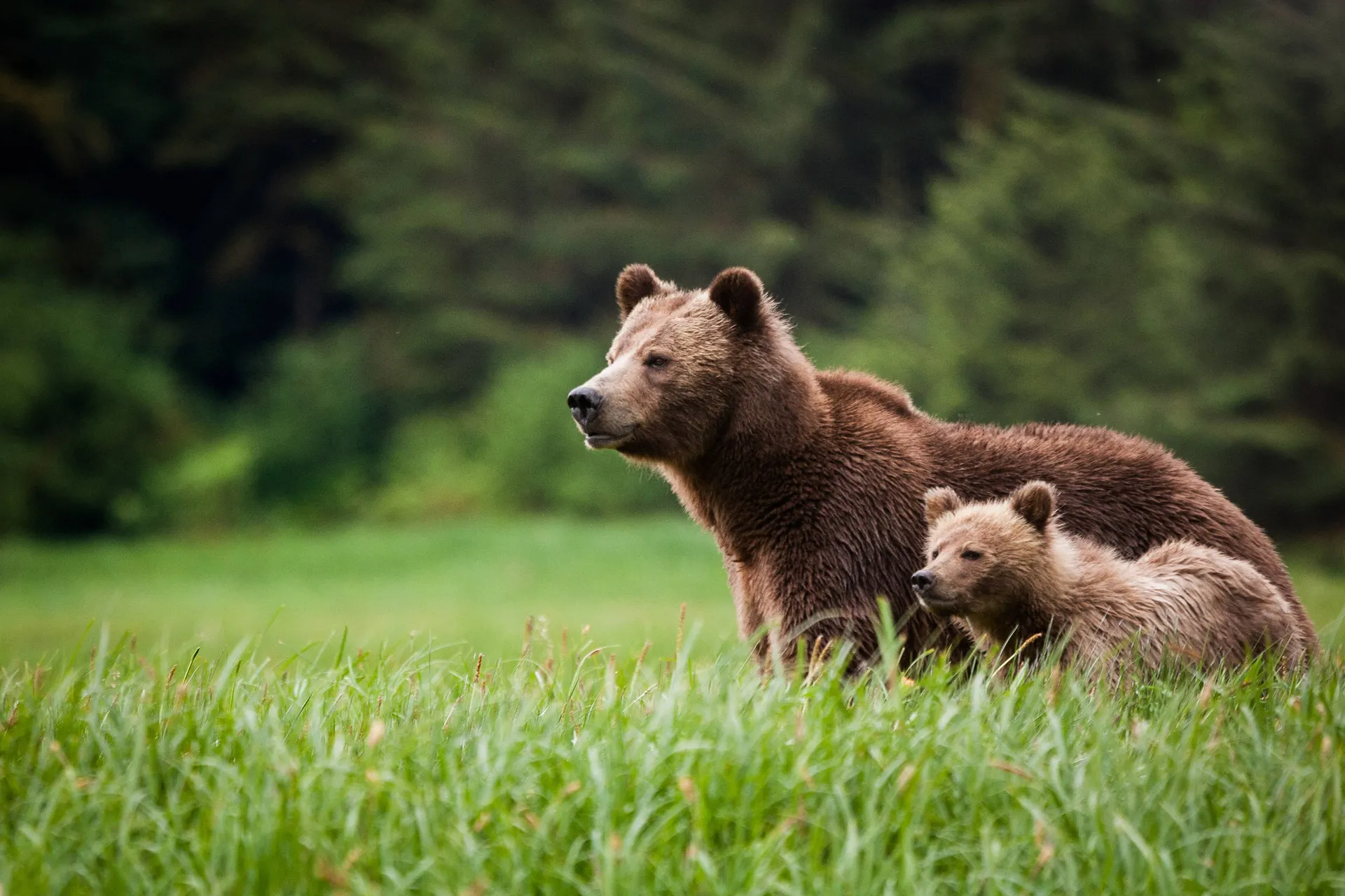 Grizzly beer