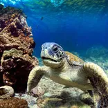 Snorkelen tussen schildpadden in Curaçao 