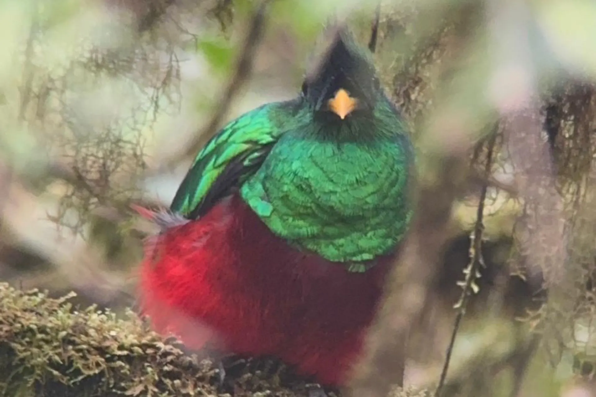 Quetzal tussen de bladeren, Monteverde, Costa Rica | de Jong Intra Vakanties