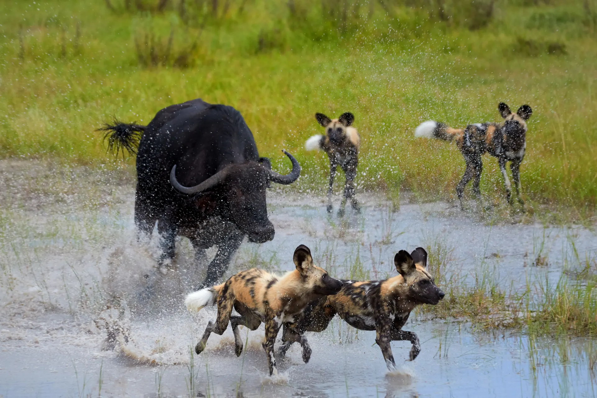 Buffel en wilde honden - Tanzania