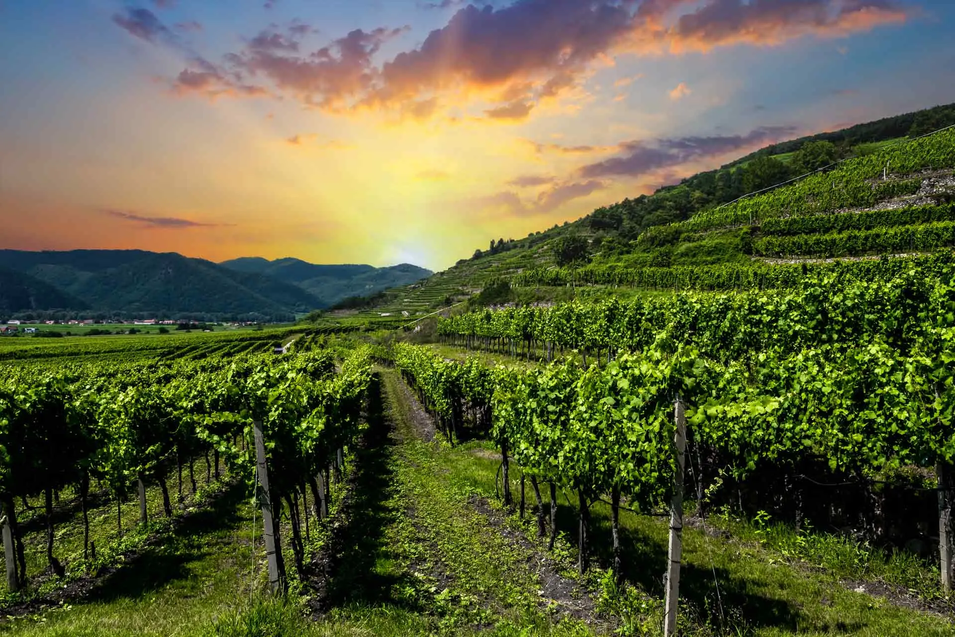 Oostenrijk Niederösterreich Landscape