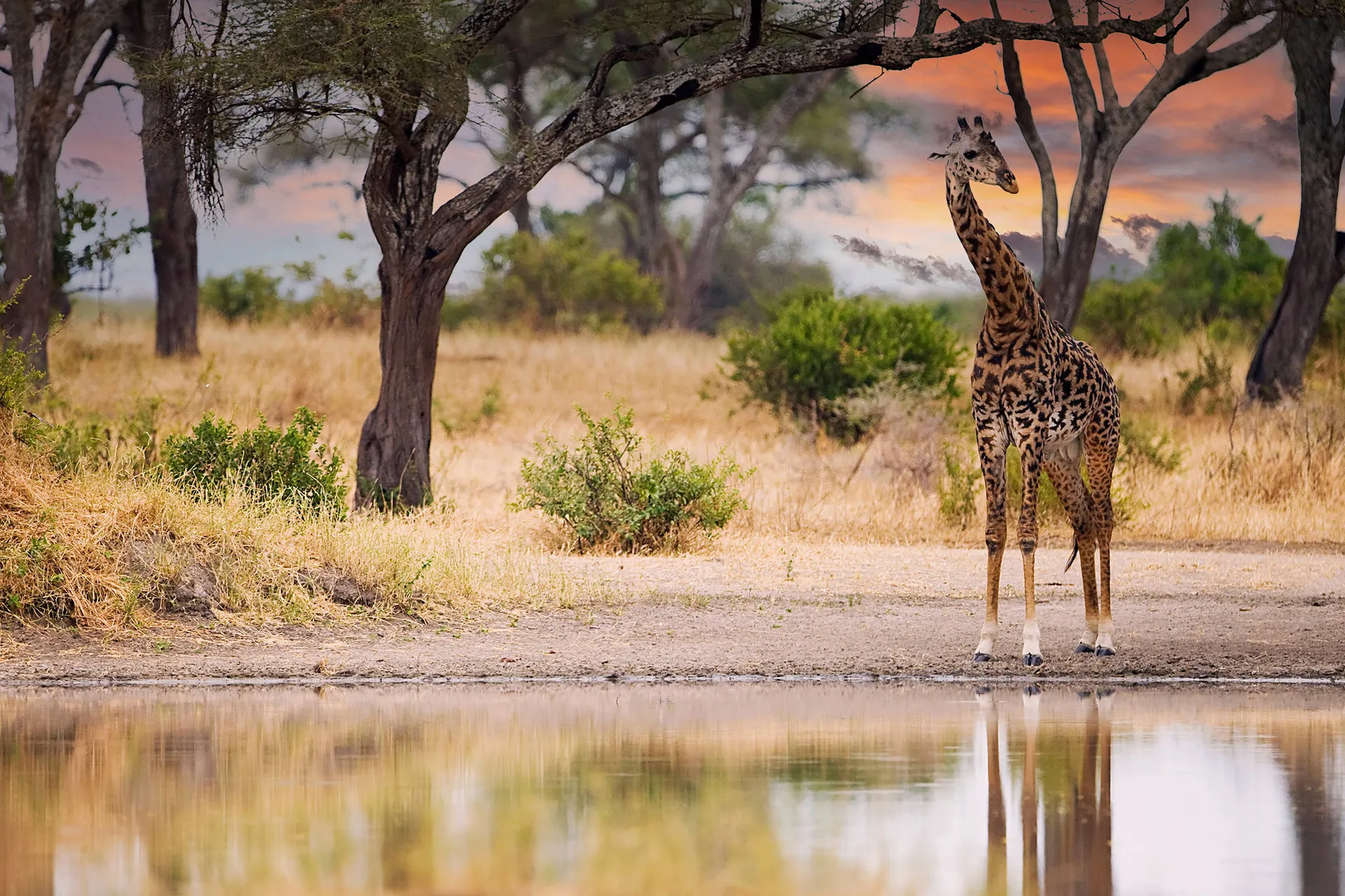 Giraffe safari