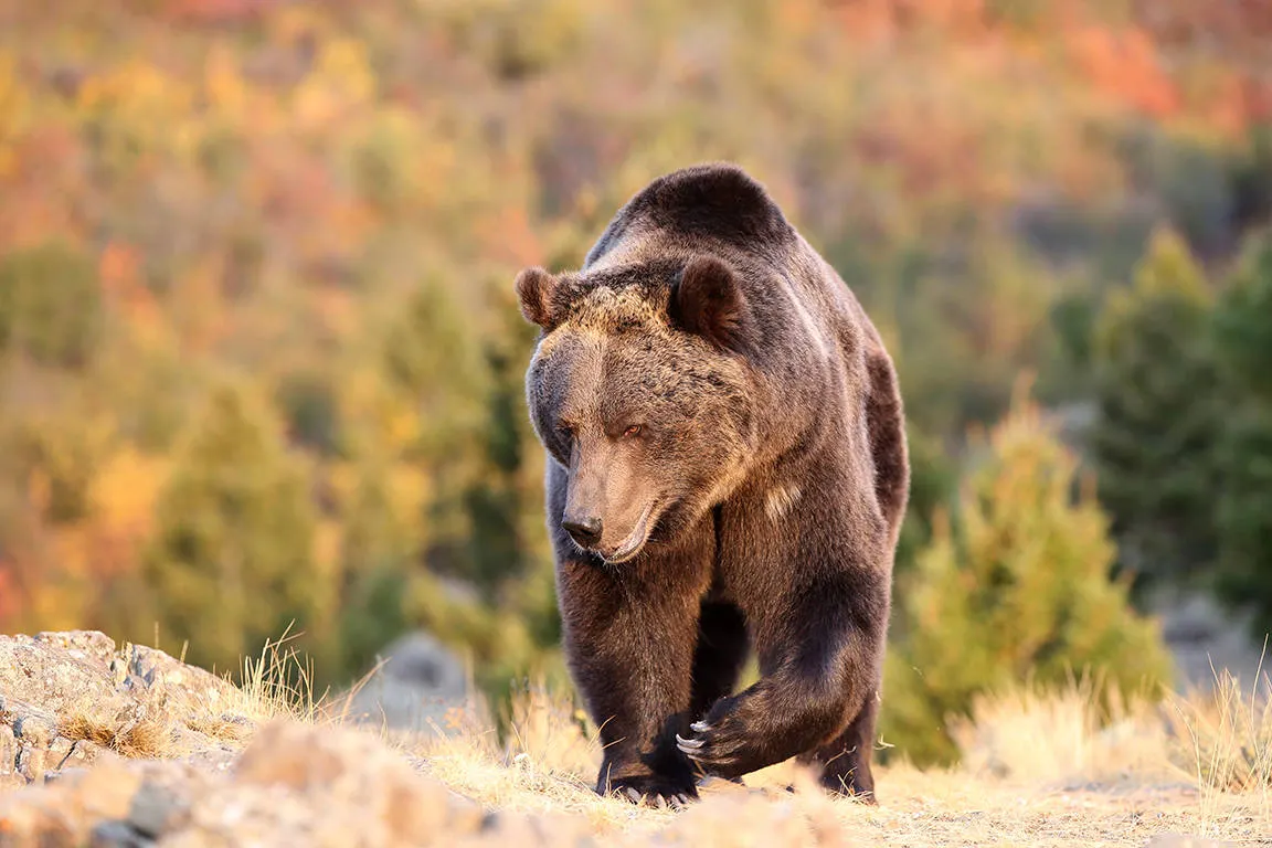 Noord-Amerika: Grizzly beer