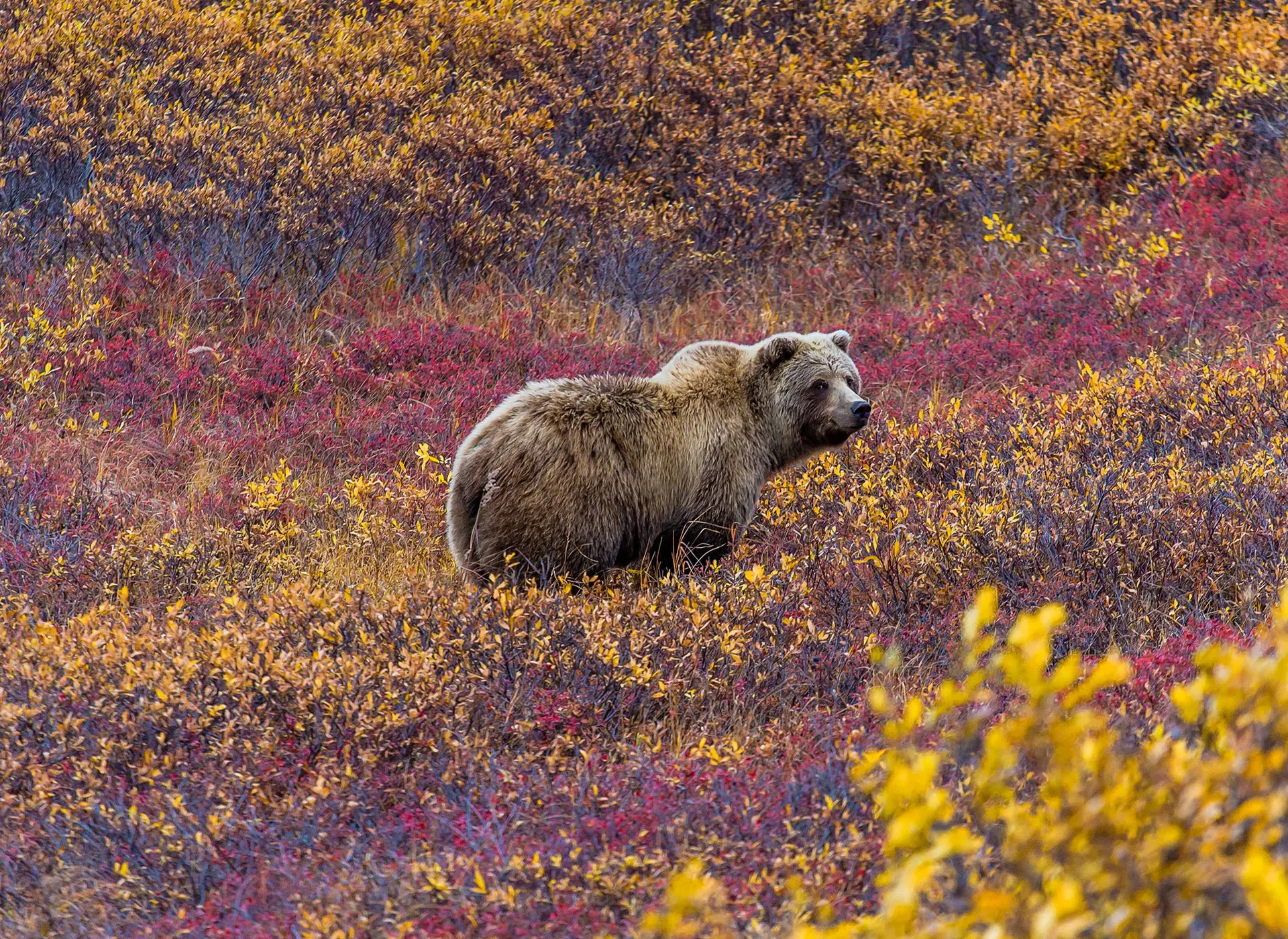 Denali National Park