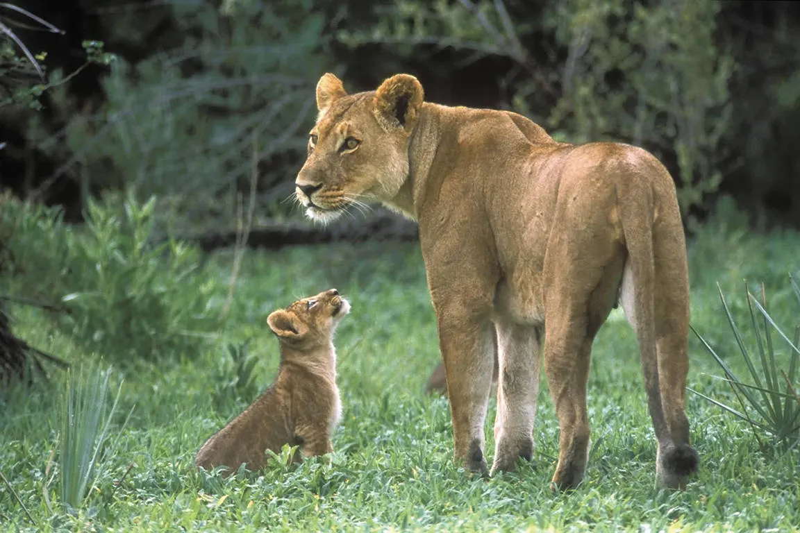 Leeuwin met jong in Moremi NP