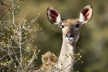 Vrouwelijke Kudu in het Krugerpark