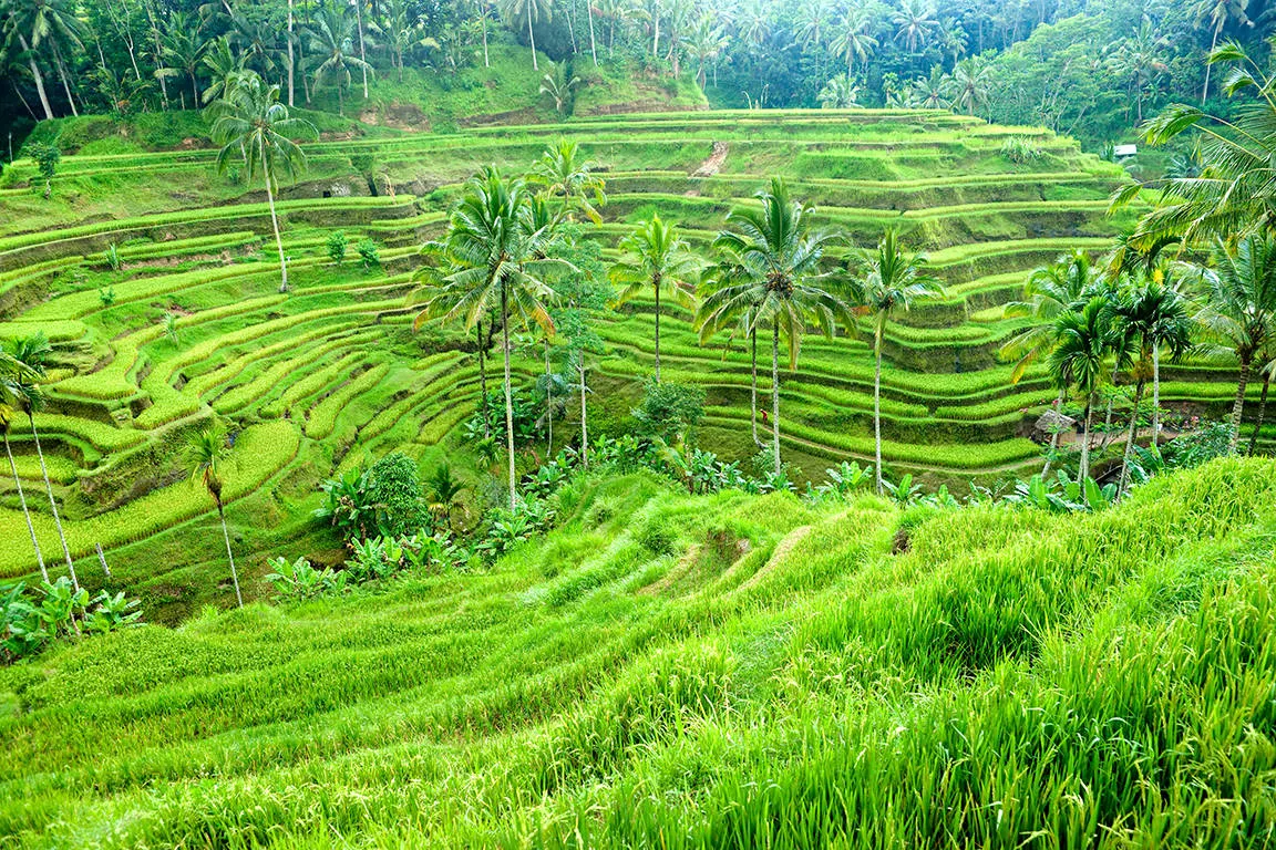 Rijstveld in Ubud