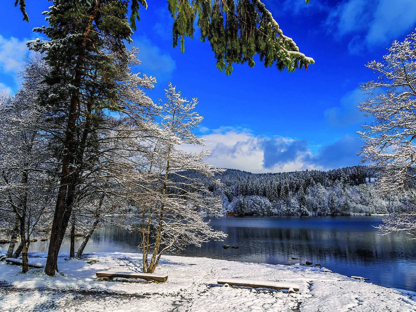 Landschap Zwarte Woud-Titisee