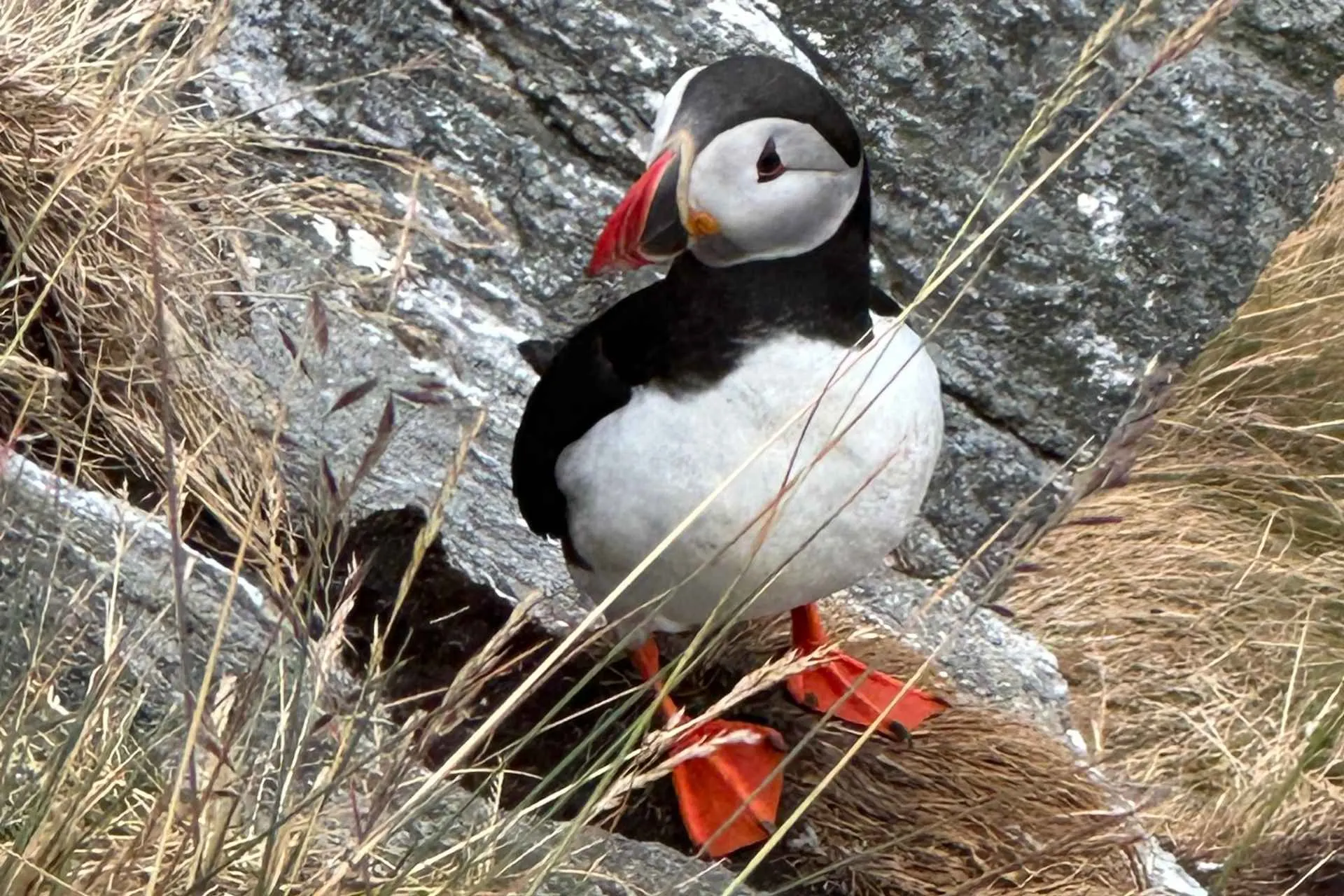 Papegaaiduiker op het eiland Runde, Noorwegen - de Jong Intra Vakanties