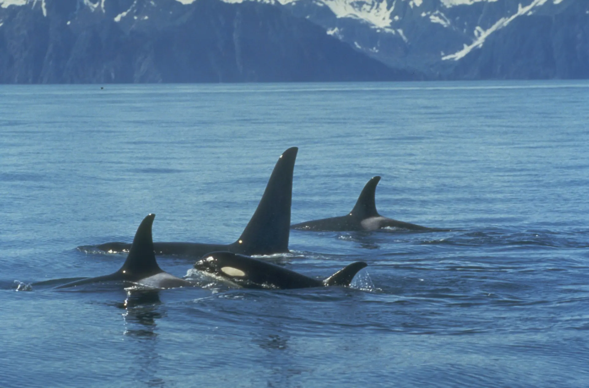 Rocky Mountain Rail Tour and the Inside Passage.