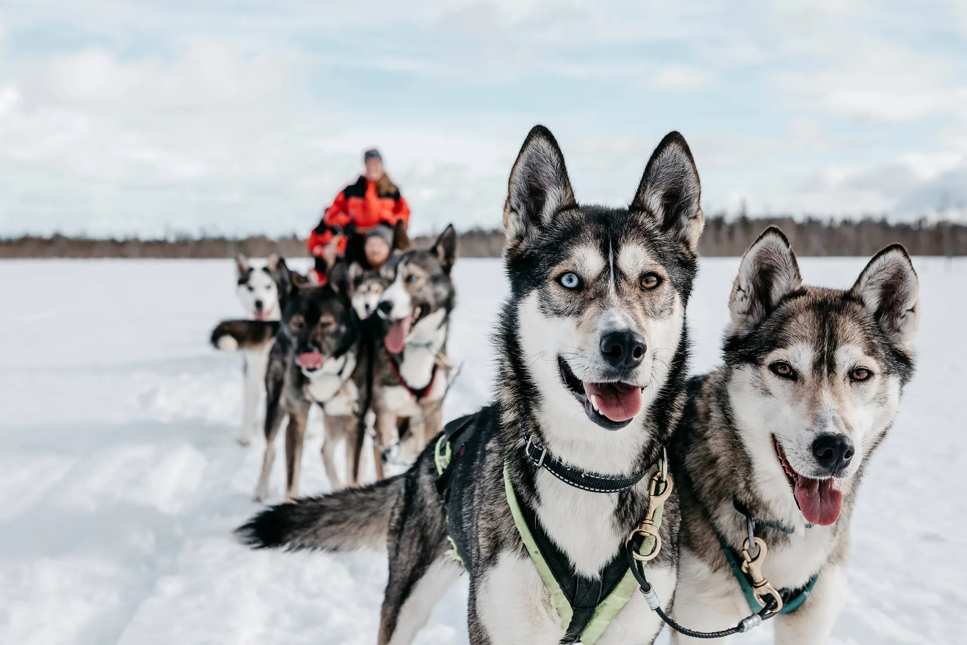 Husky sledetocht - Foto: Lapland Safaris