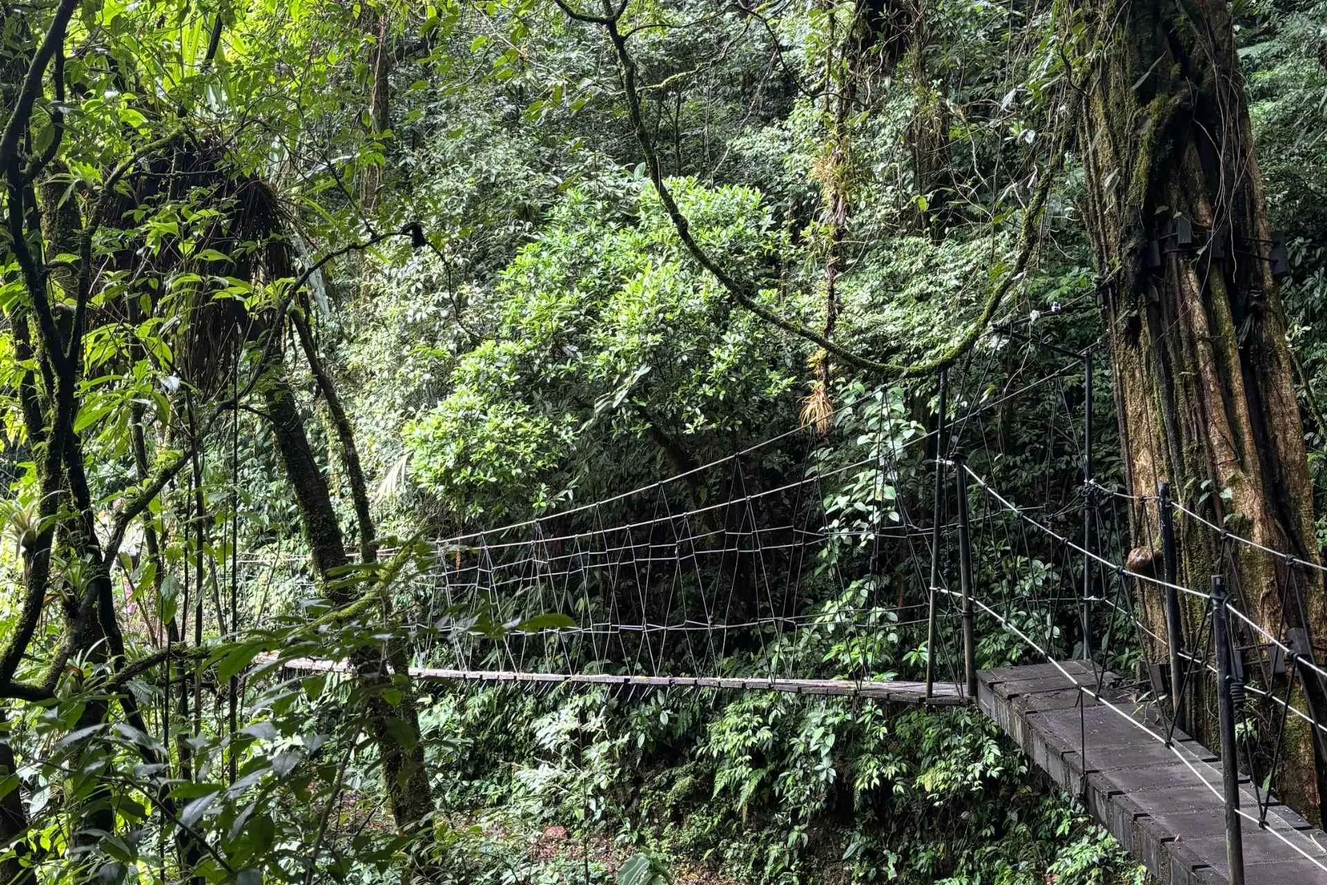 Hangbrug in het bos, Costa Rica tijdens studiereis Costa Rica | de Jong Intra Vakanties