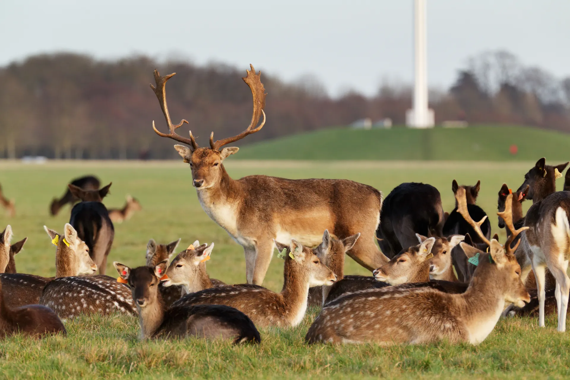 Stedentrip Dublin, Phoenix park, Dublin, Ierland | de Jong Intra Vakanties