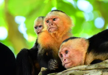 Manuel Antonio NP