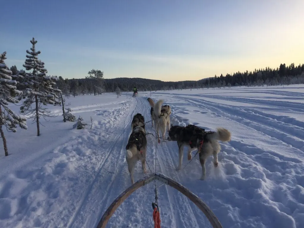 Huskysafari