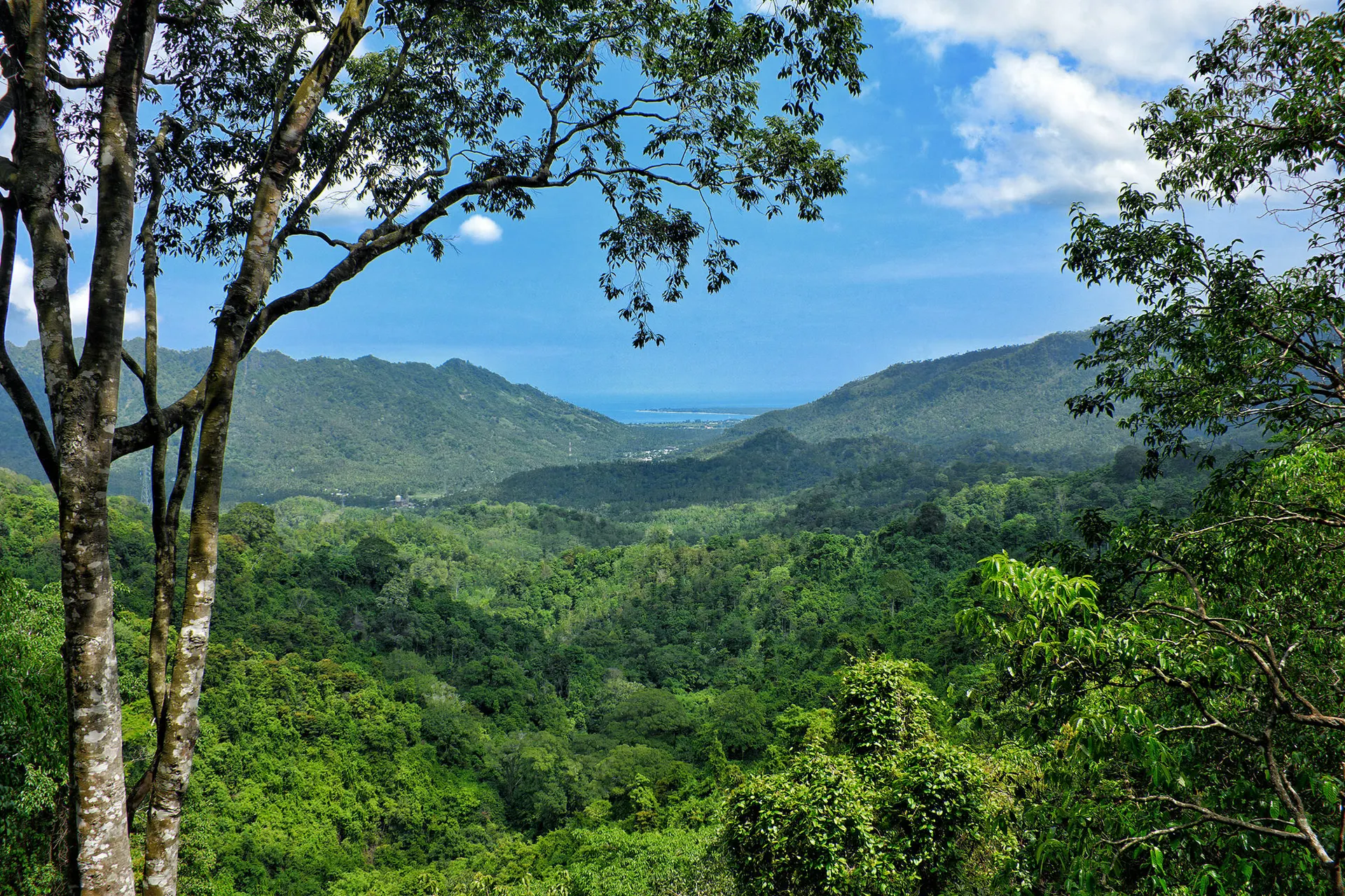 De jungle achter Senggigi