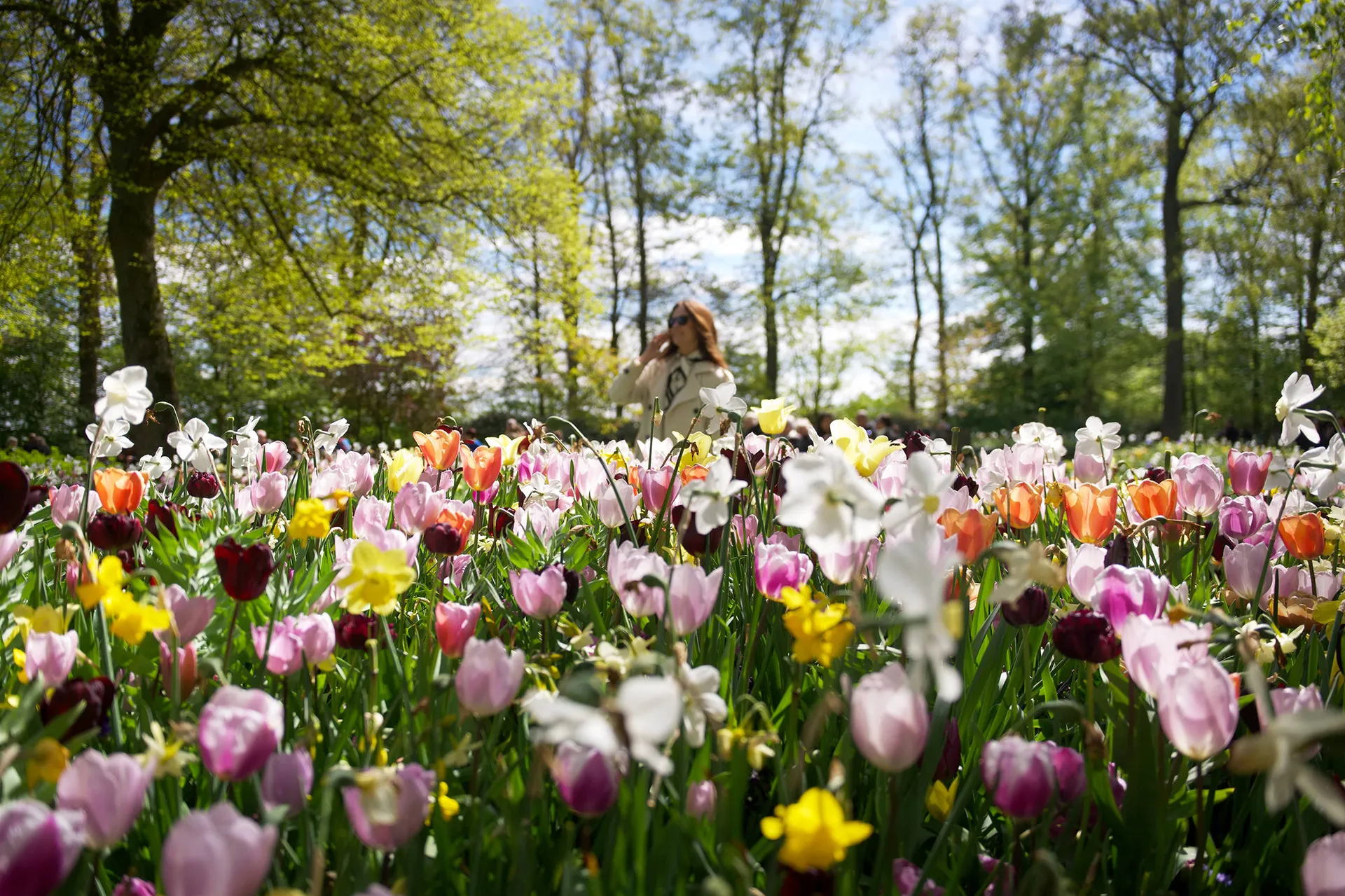 Holland en België in bloei