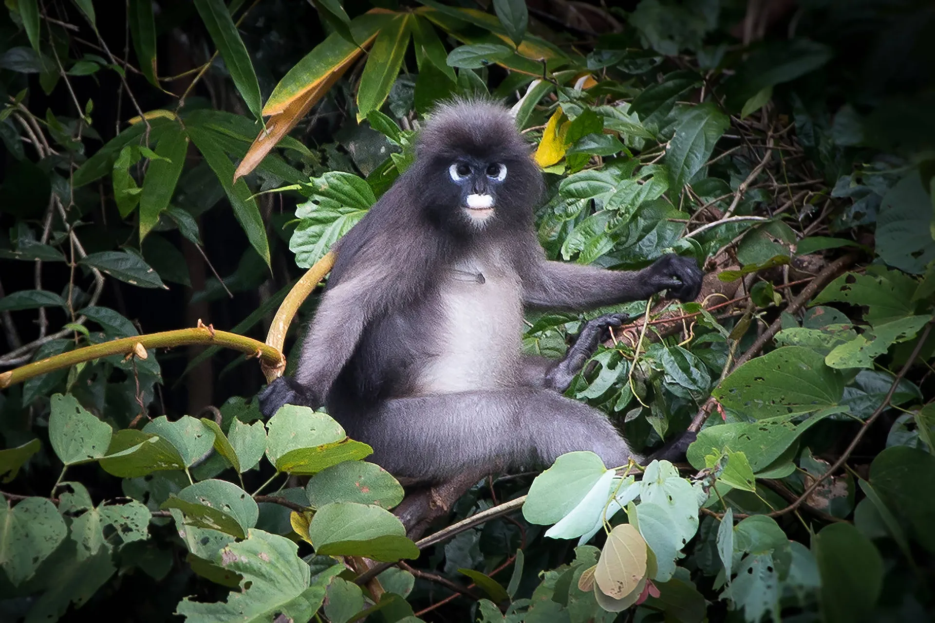 Online bestellen: Natuurlijk Thailand