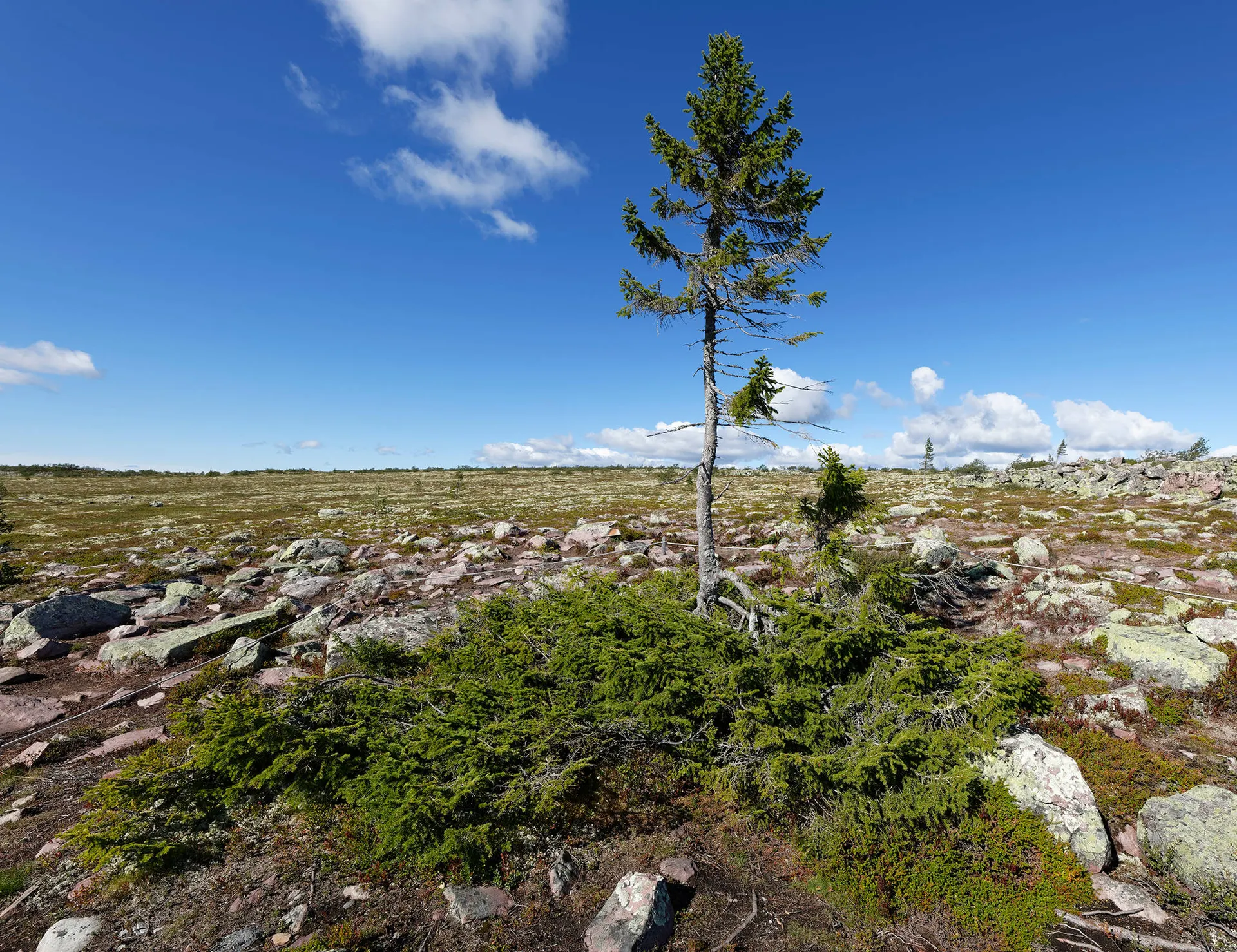 Fulufajallet met Old Tjikko - Foto: Stefan Geens