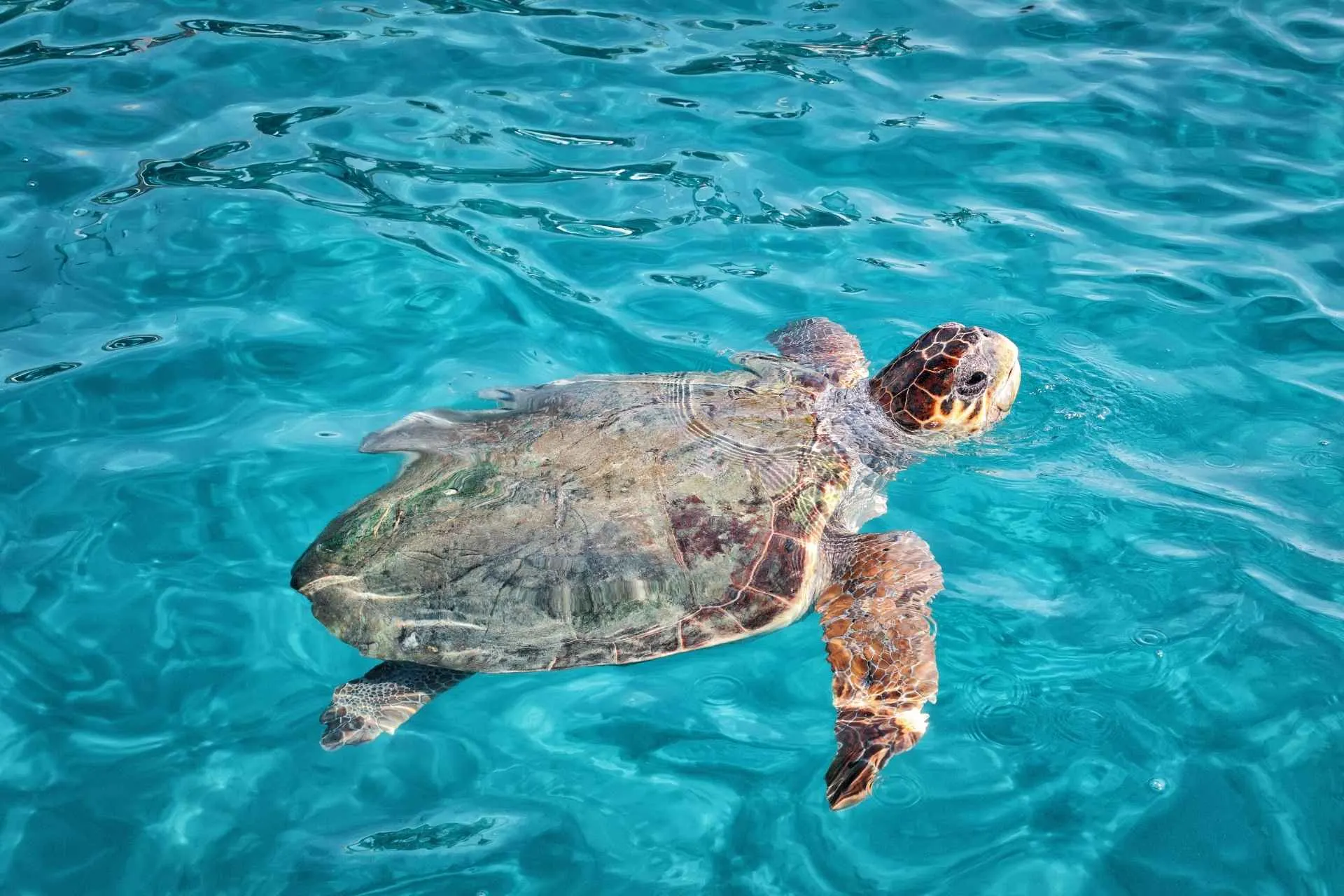 Een Caretta Caretta-schildpad van Zakynthos, Griekenland, nabij het strand van Laganas, komt boven water om adem te halen.