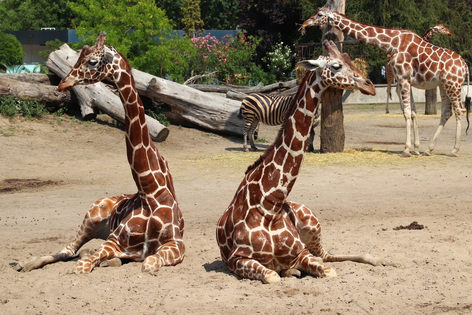 Wroclaw Zoo, Wroclaw