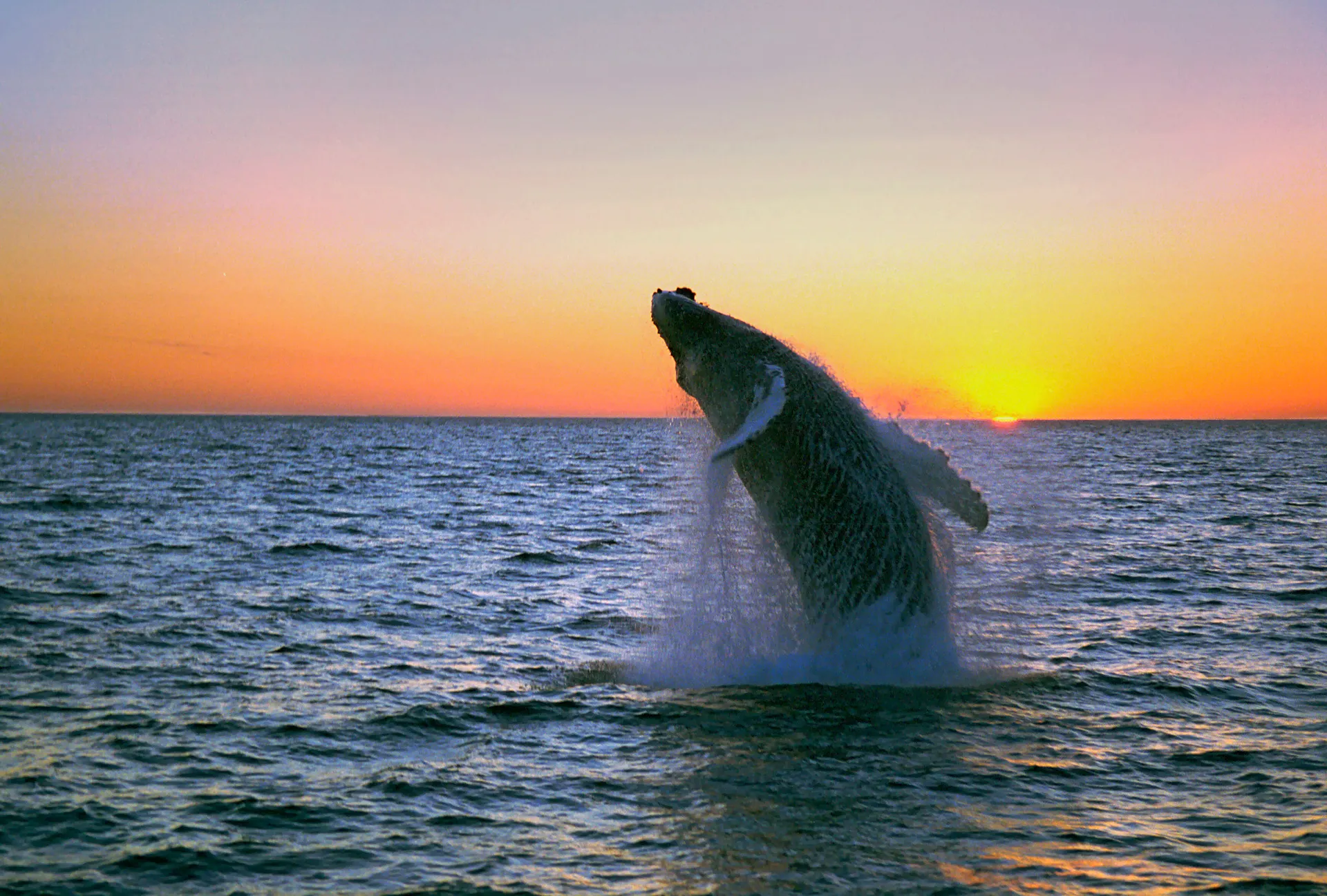Whales, Bears and Vancouver Island.