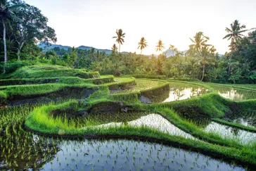 Verre reizen, rijstvelden Bali, Indonesië | de Jong Intra Vakanties