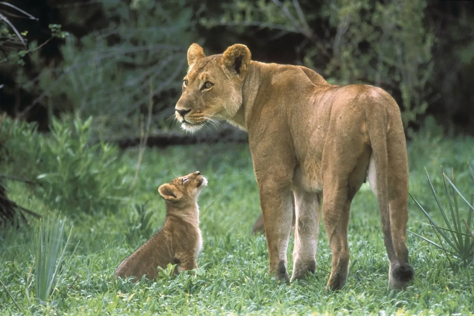 Leeuwin met jong in Moremi NP