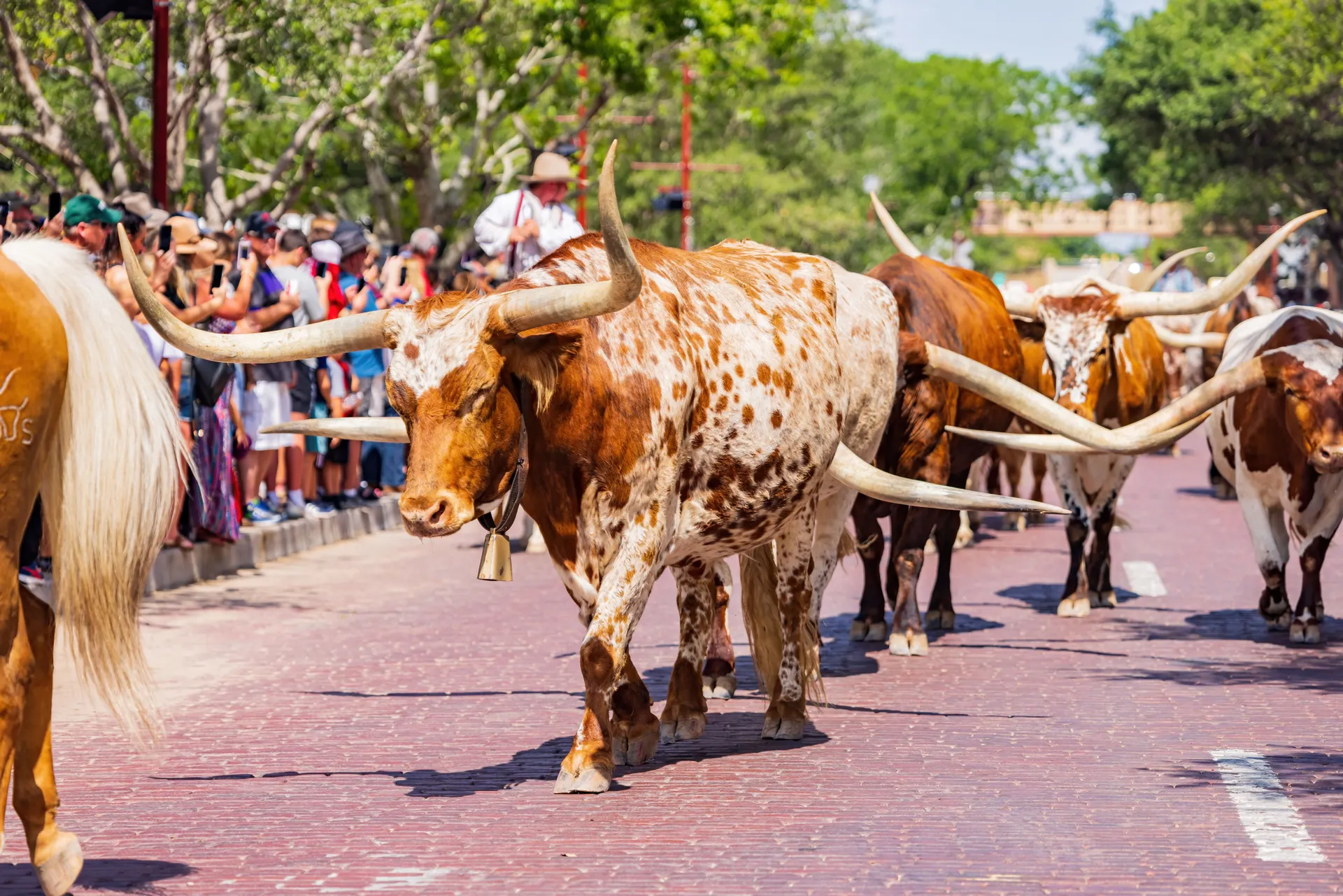 Texas, Amerika, Maatwerk reizen | de Jong Intra Vakanties