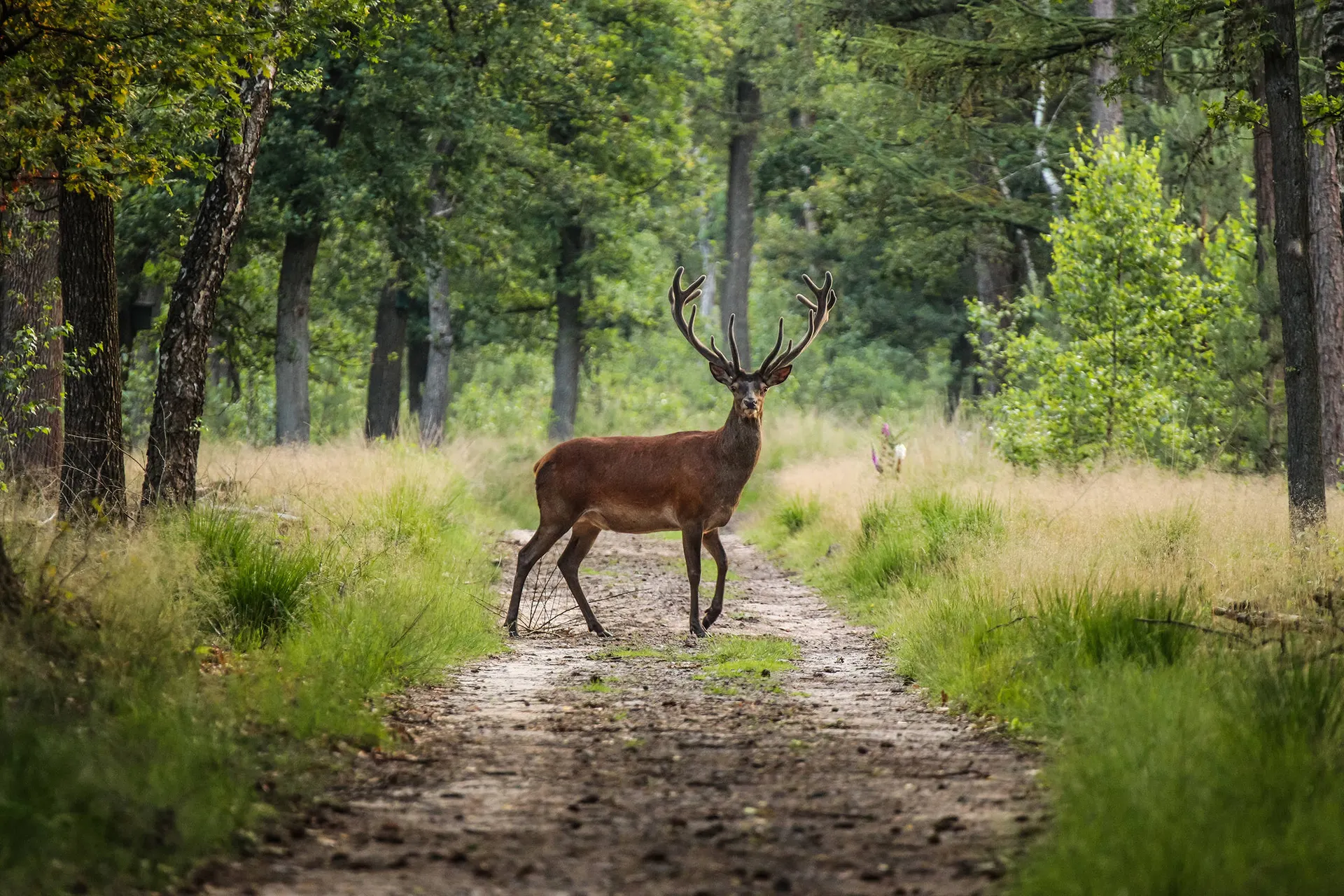 Veluwe