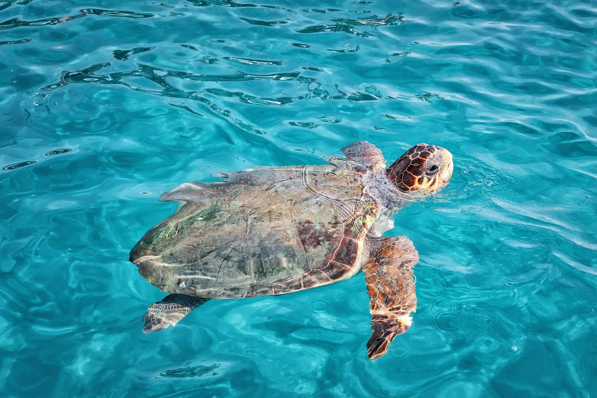 Schildpad