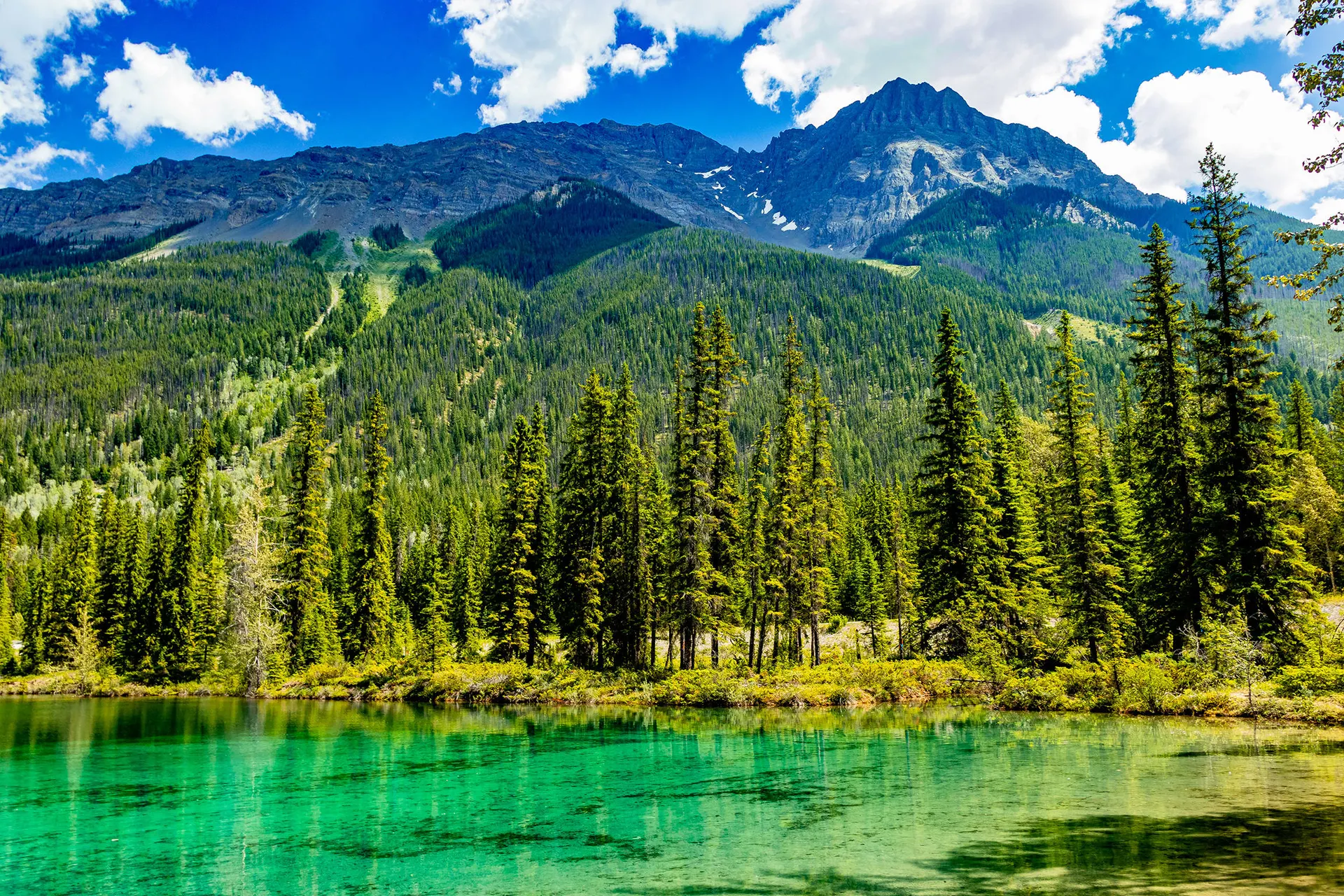 Whales, Bears and Vancouver Island