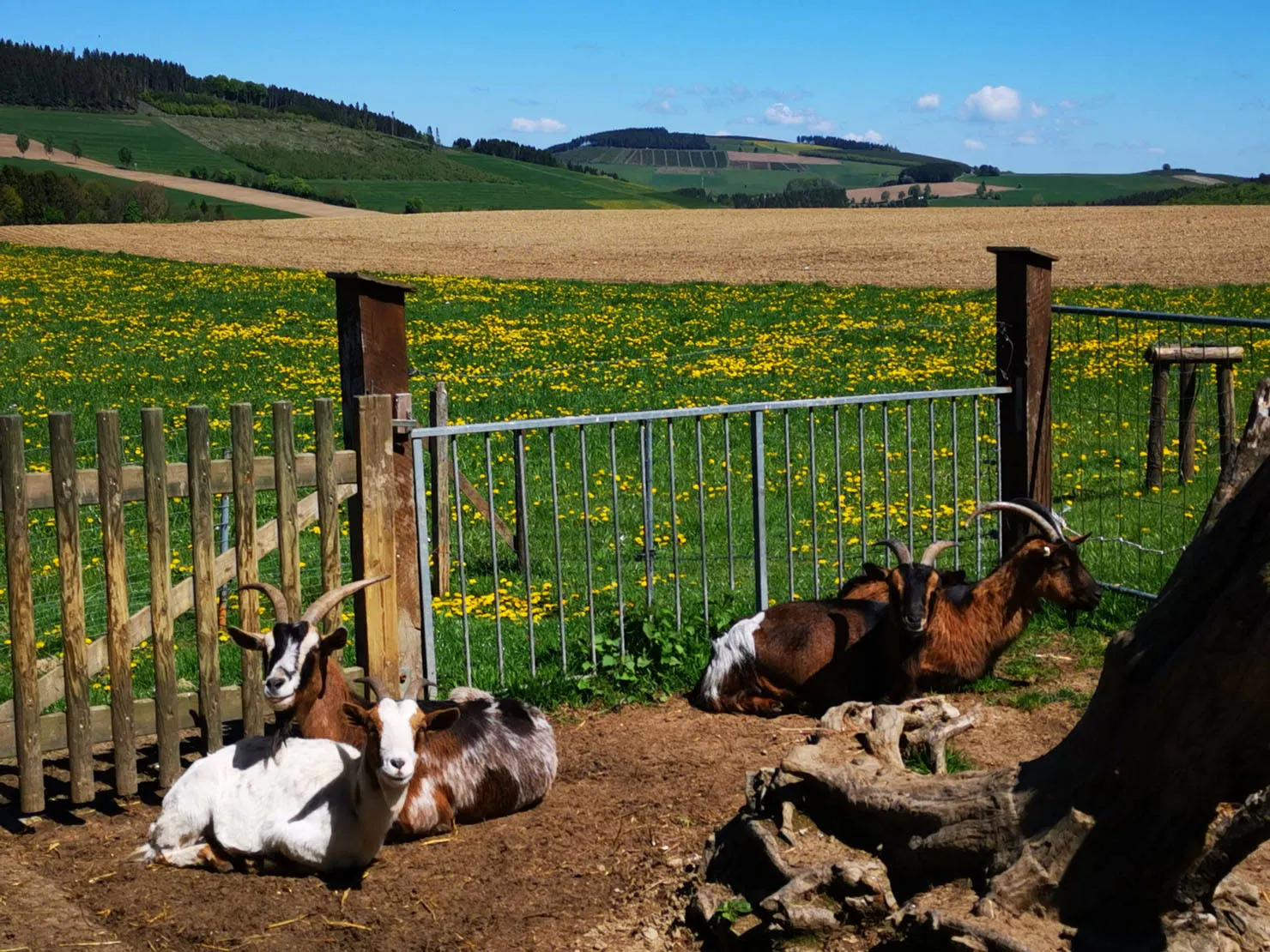 Landgasthof Wüllner afbeelding 3