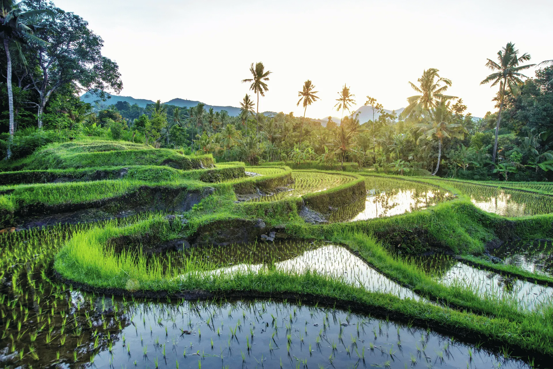 Mooi uitzicht op de groene rijstvelden op het tropische eiland Bali in Indonesië - de Jong Intra Vakanties