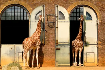 Stedentrip Londen, London Zoo, Londen, Groot-Brittannië | de Jong Intra Vakanties
