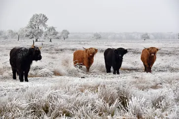 Drenthe koeien