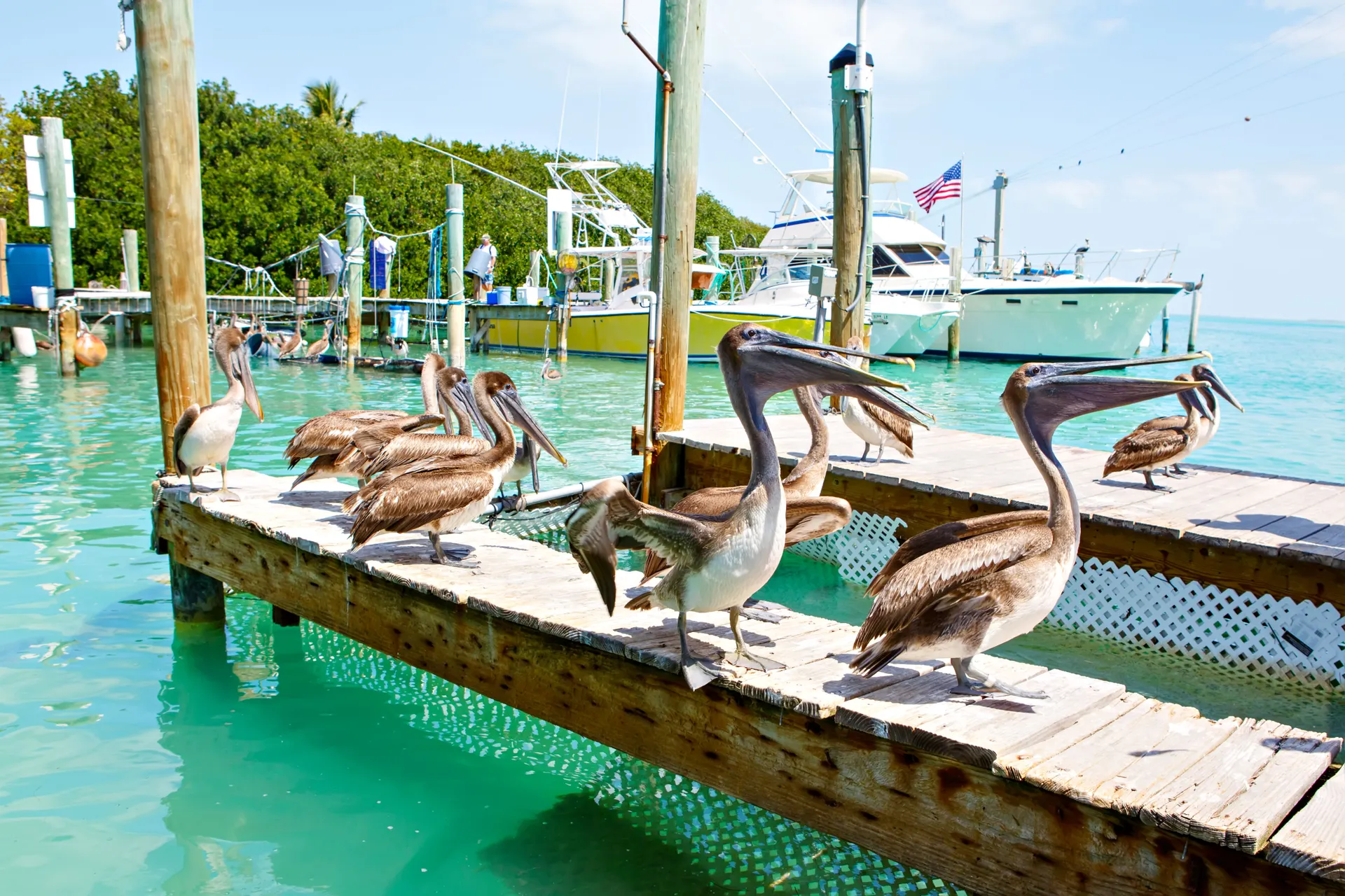 Florida Sunshine.