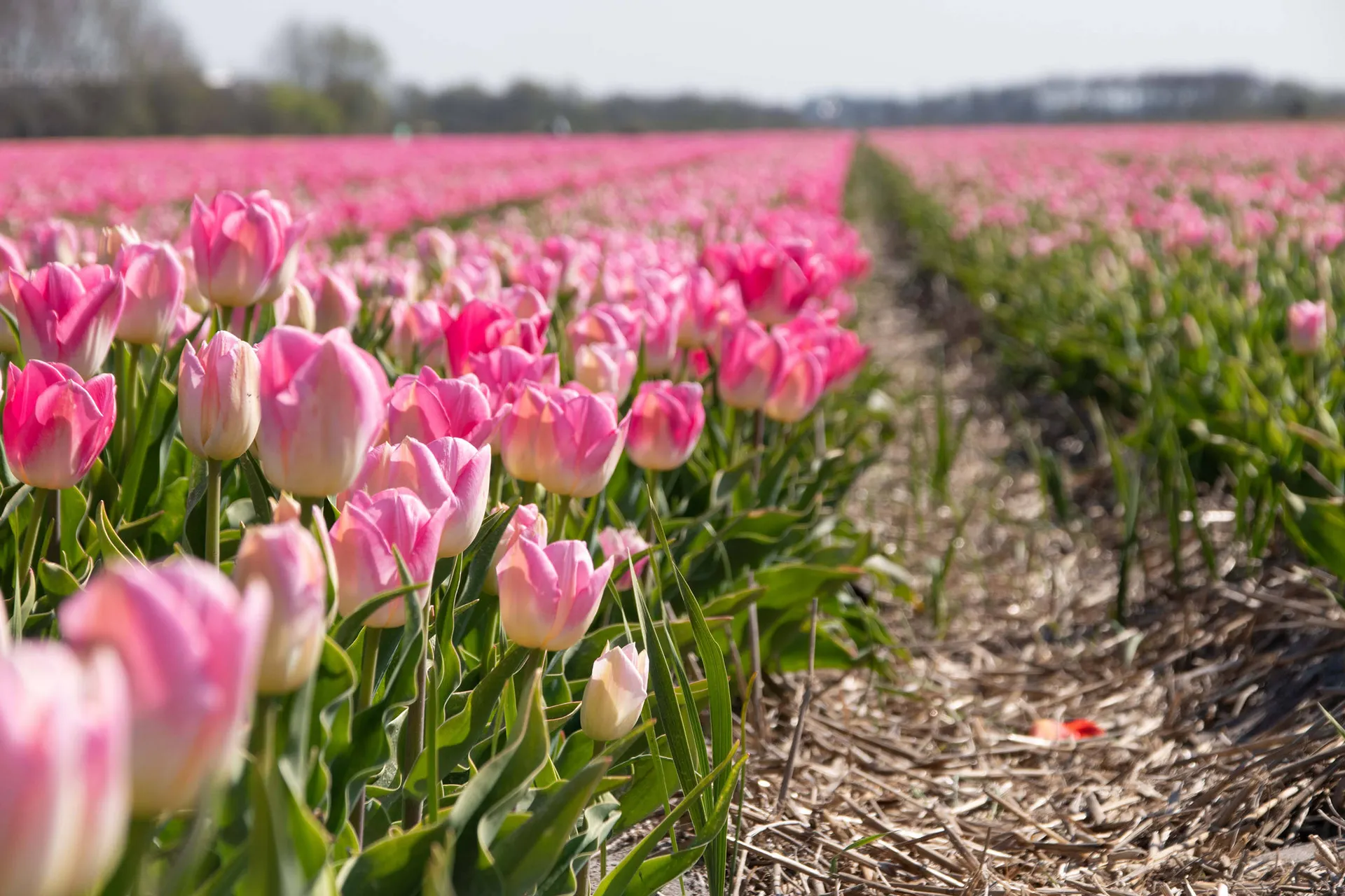 voorjaarstour-tulpen-en-nederlands-erfgoed-met-de-nassau