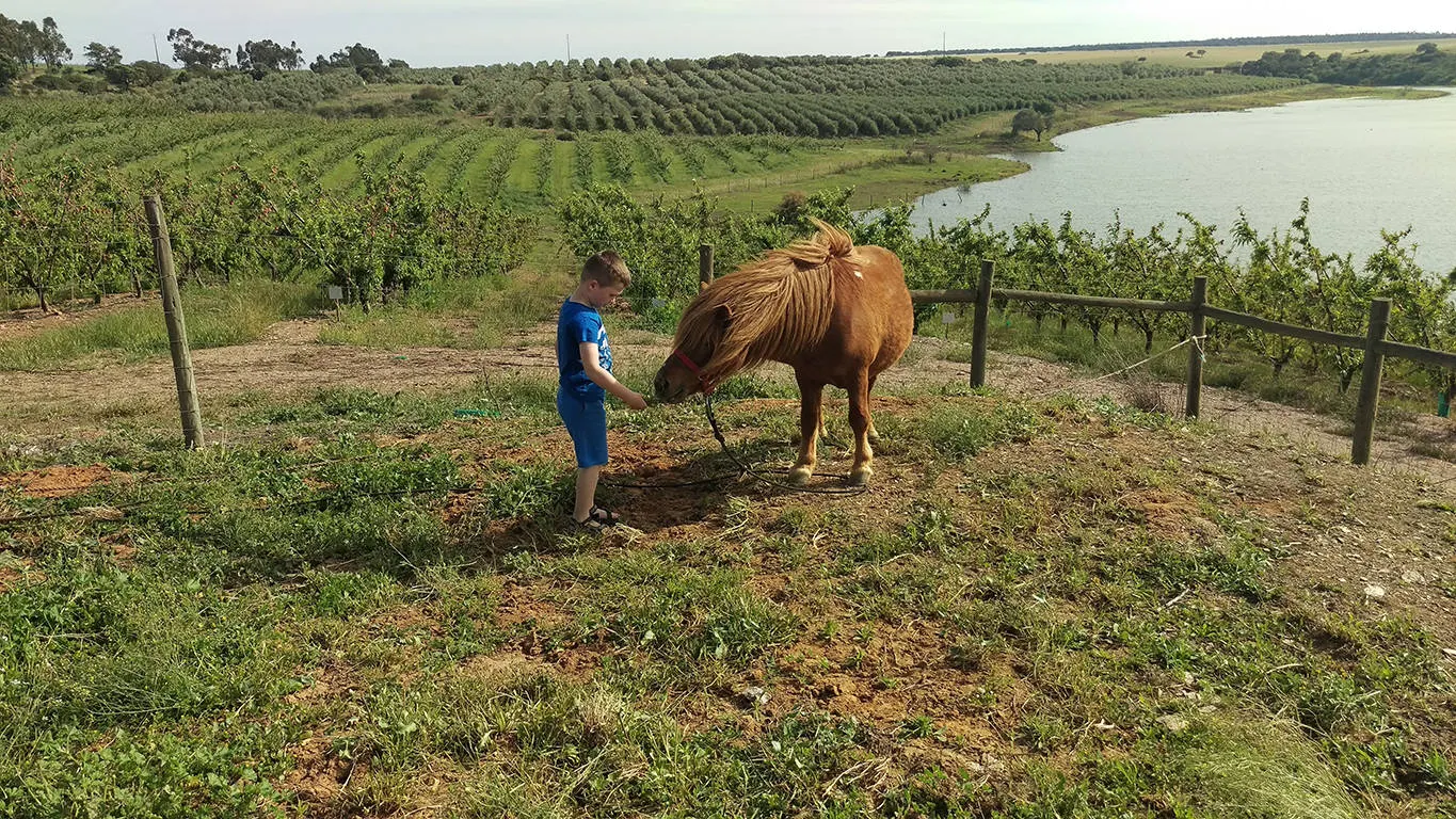 Hotel Rural Vila Gale Alentejo Vineyards afbeelding 3