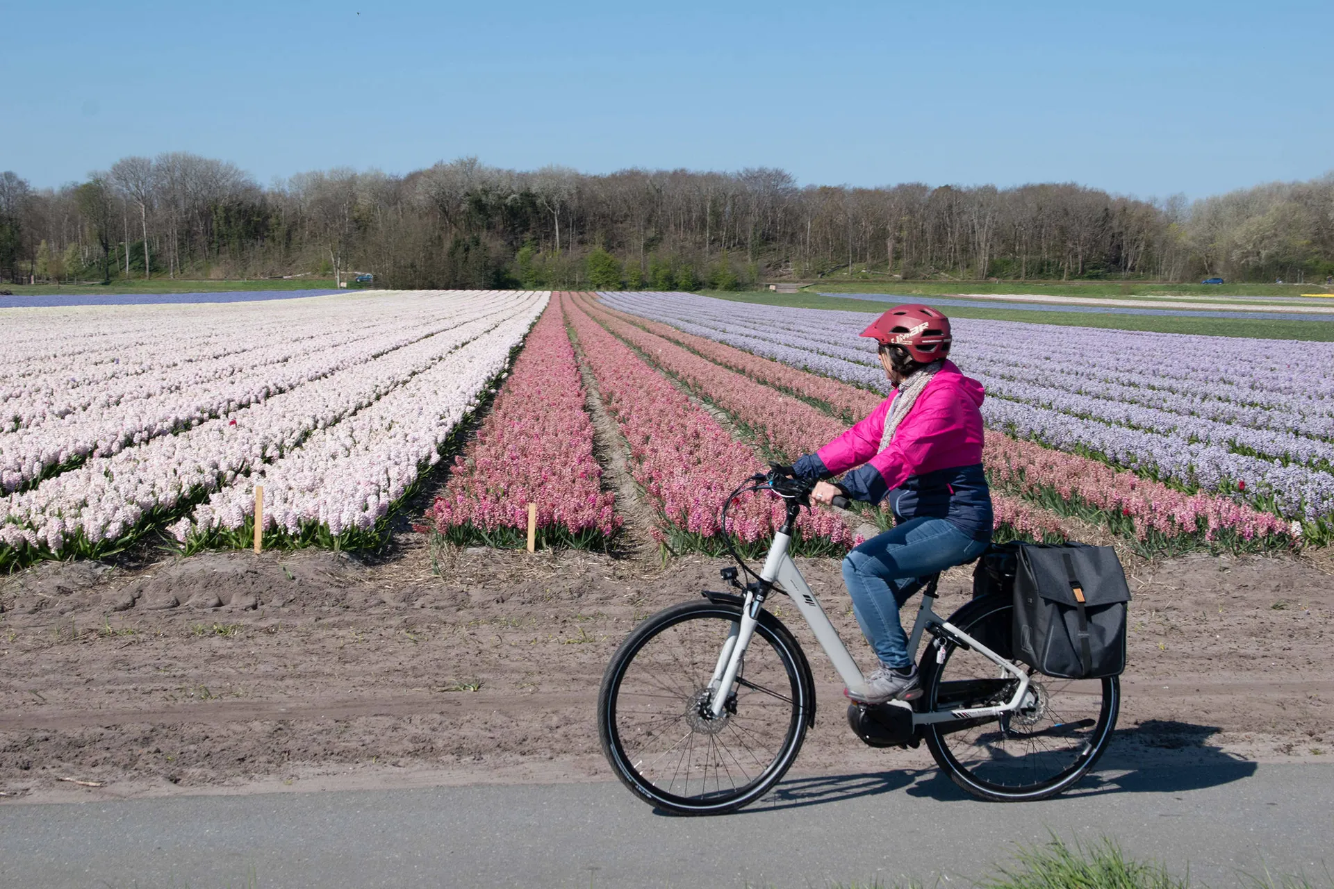 Fietsen langs de bollenvelden
