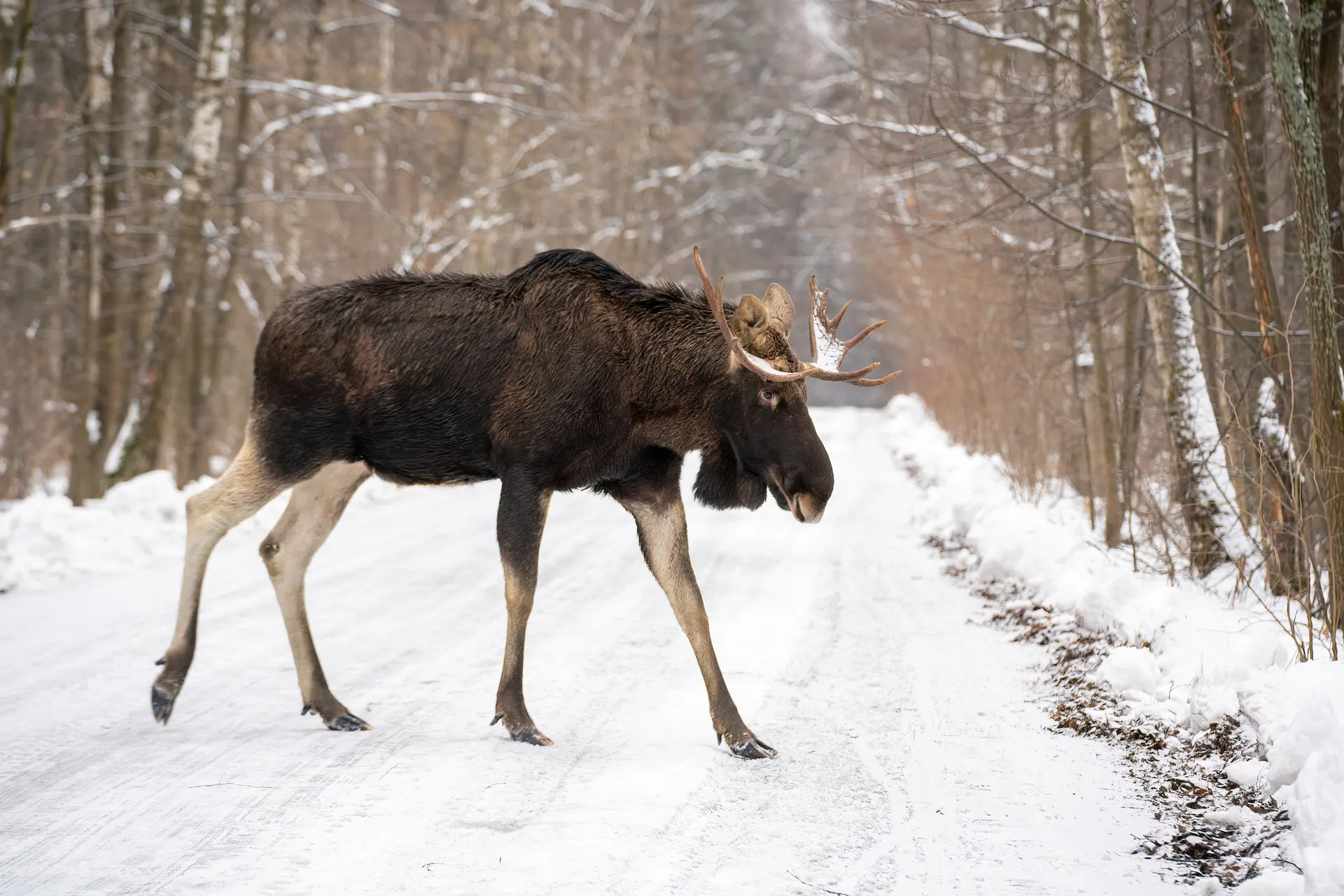 Elk Island NP