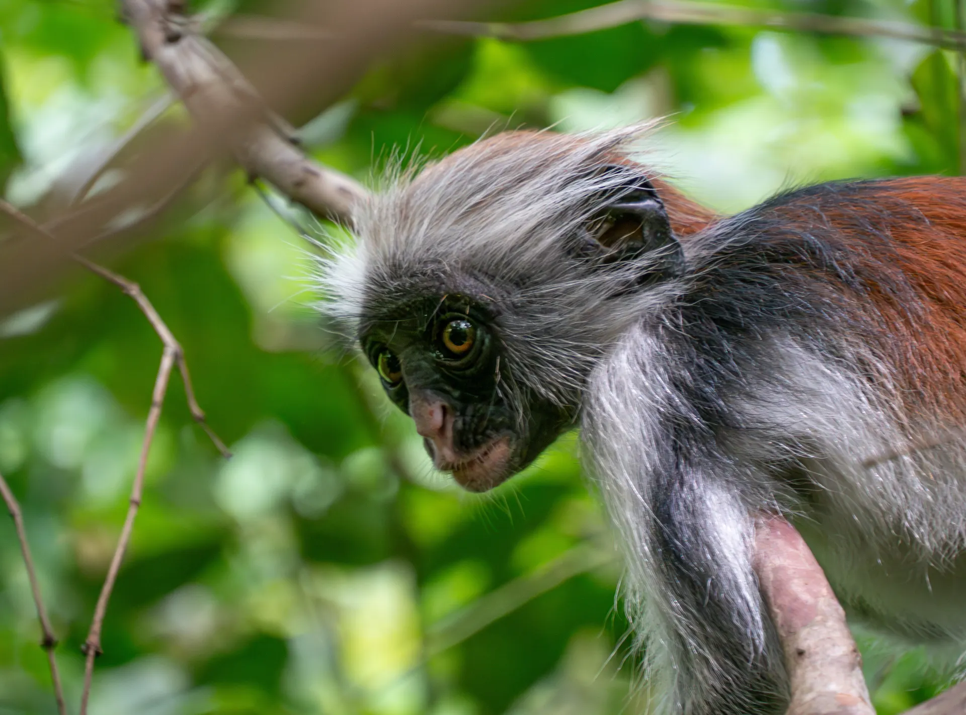 Red Colobus aap