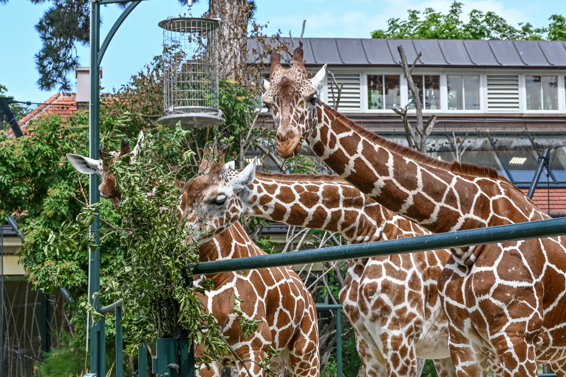Stedentrip Wenen, Schönbrunn Zoo, Wenen, Oostenrijk | de Jong Intra Vakanties