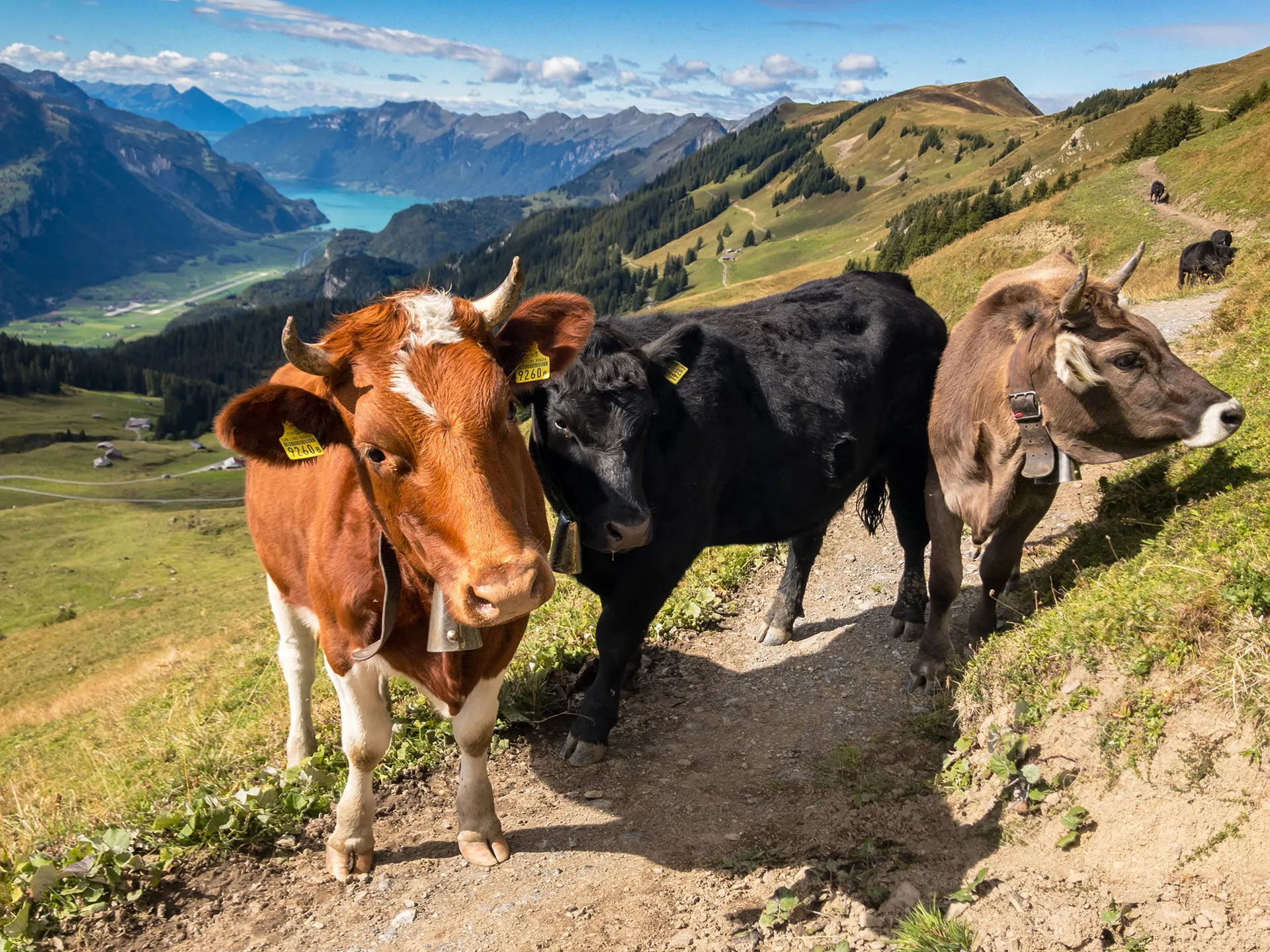 Wandelpad in Meiringen