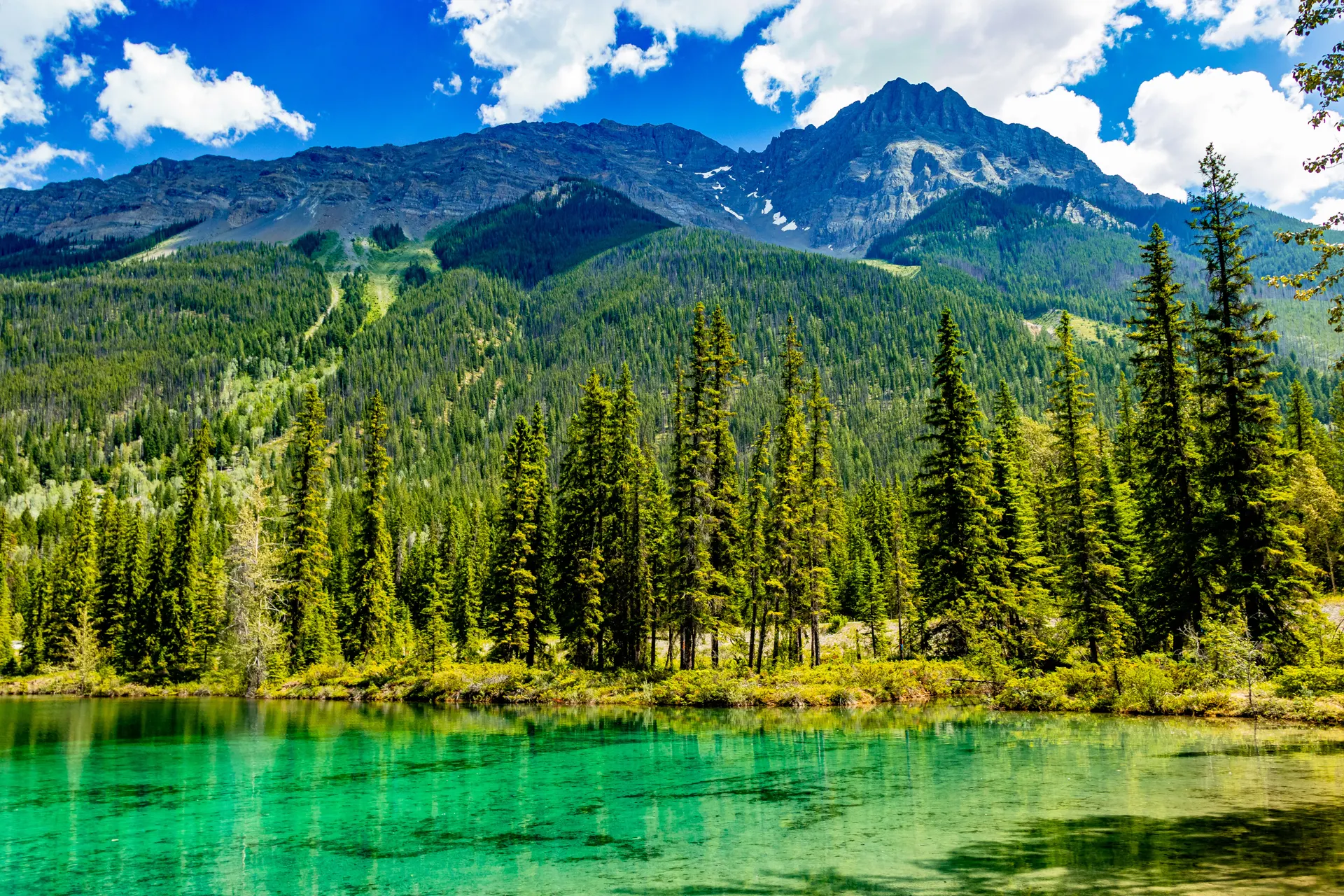 Whales, Bears and Vancouver Island.