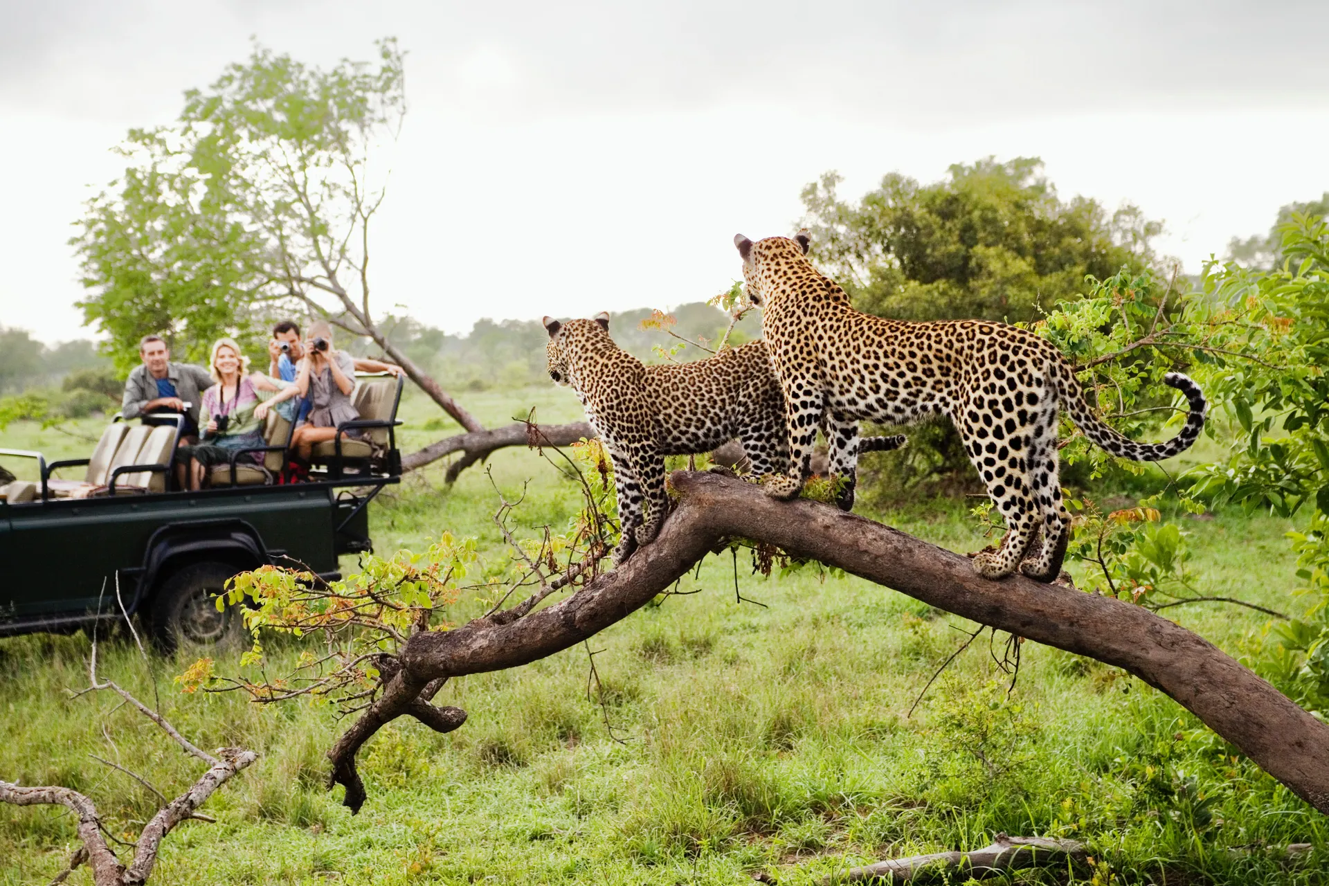 Ontdek het Noorden van Zuid-Afrika incl. Kruger.