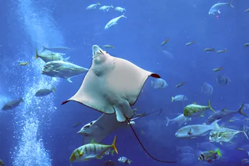 Stedentrip Dubai, Dubai Aquarium & Underwater Zoo, Dubai, Verenigde Arabische Emiraten | de Jong Intra Vakanties